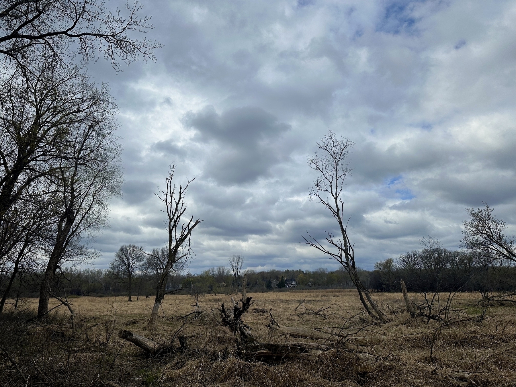 Bare trees and fallen branches dominate a dry grassland under a cloudy sky with a patch of blue peeking through.