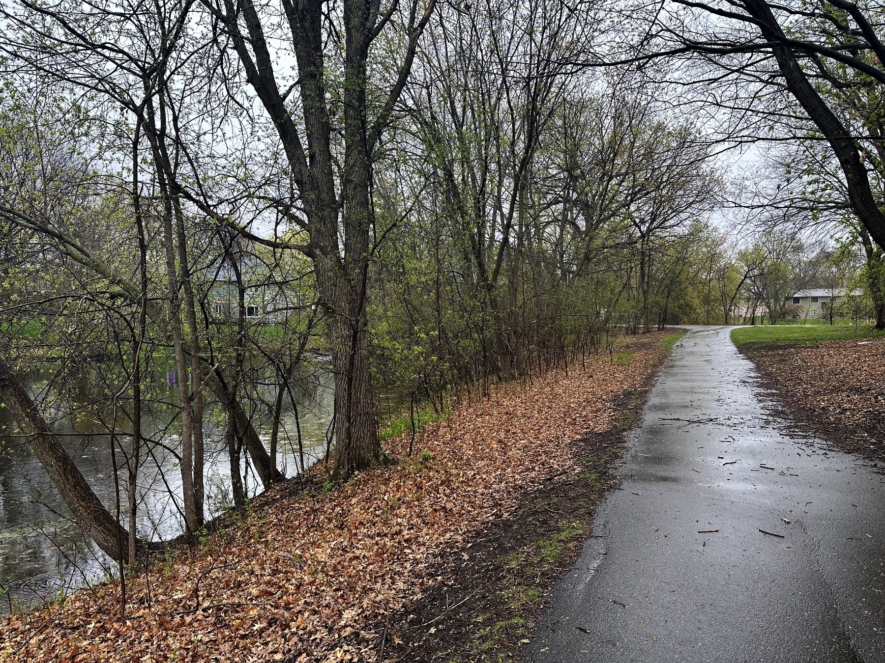 A wet pathway meanders through a leaf-strewn park with budding trees beside a river, under an overcast sky.