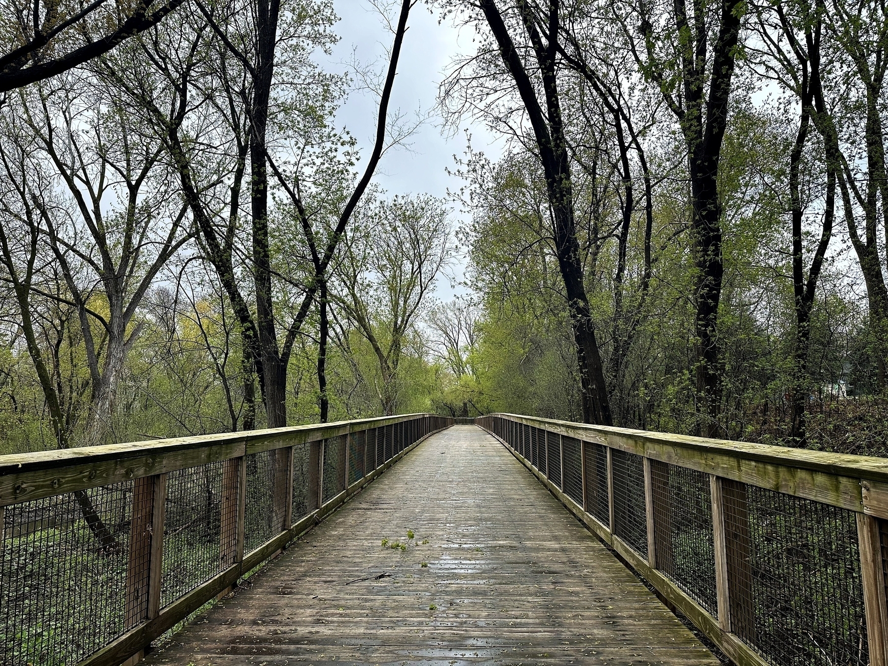 A wooden footbridge leads through a leafy forest, wet from recent rain, under an overcast sky.