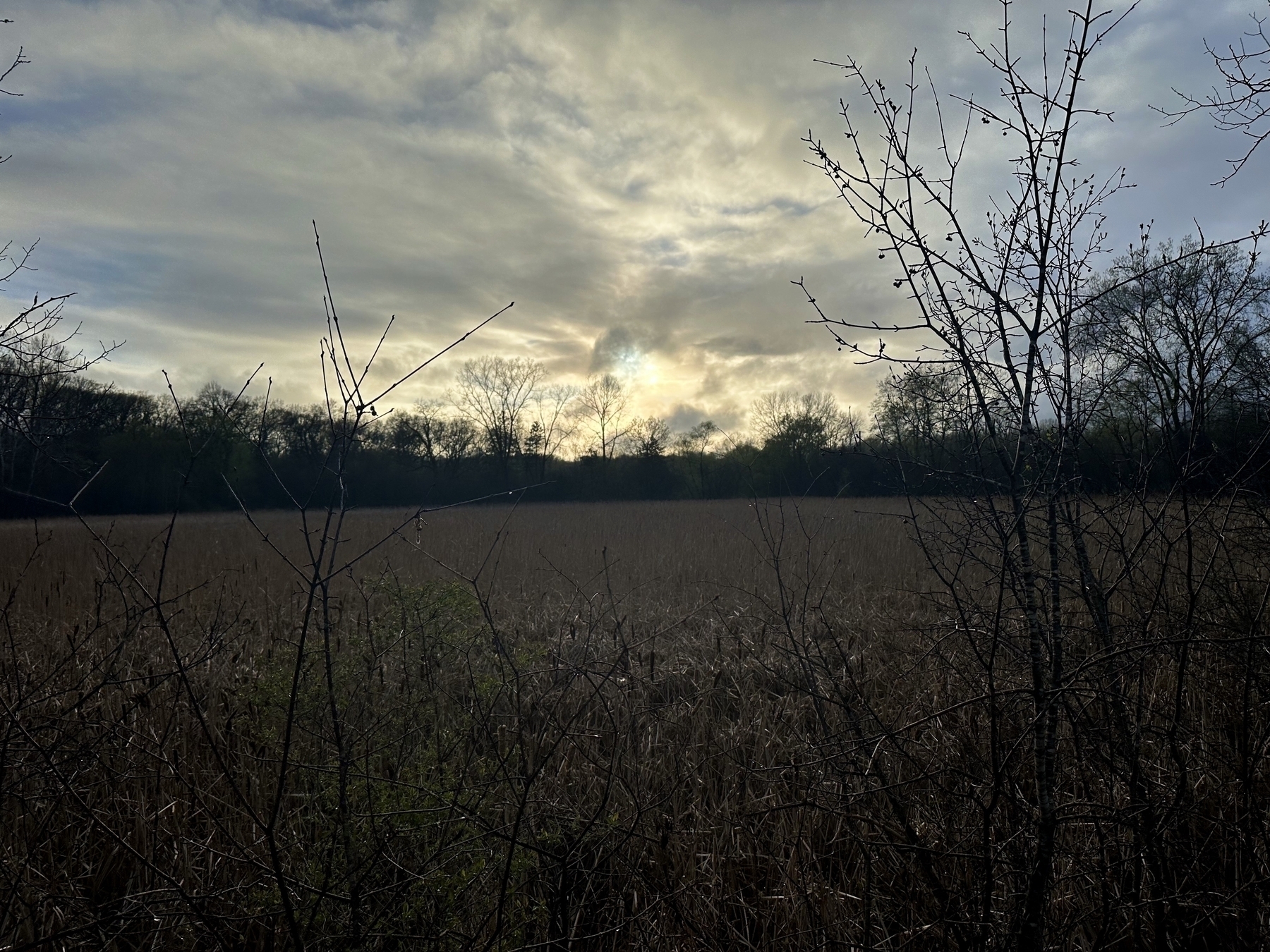 Bare trees frame a field with tall, dry grass under a moody sky, where the sun partially breaks through clouds.