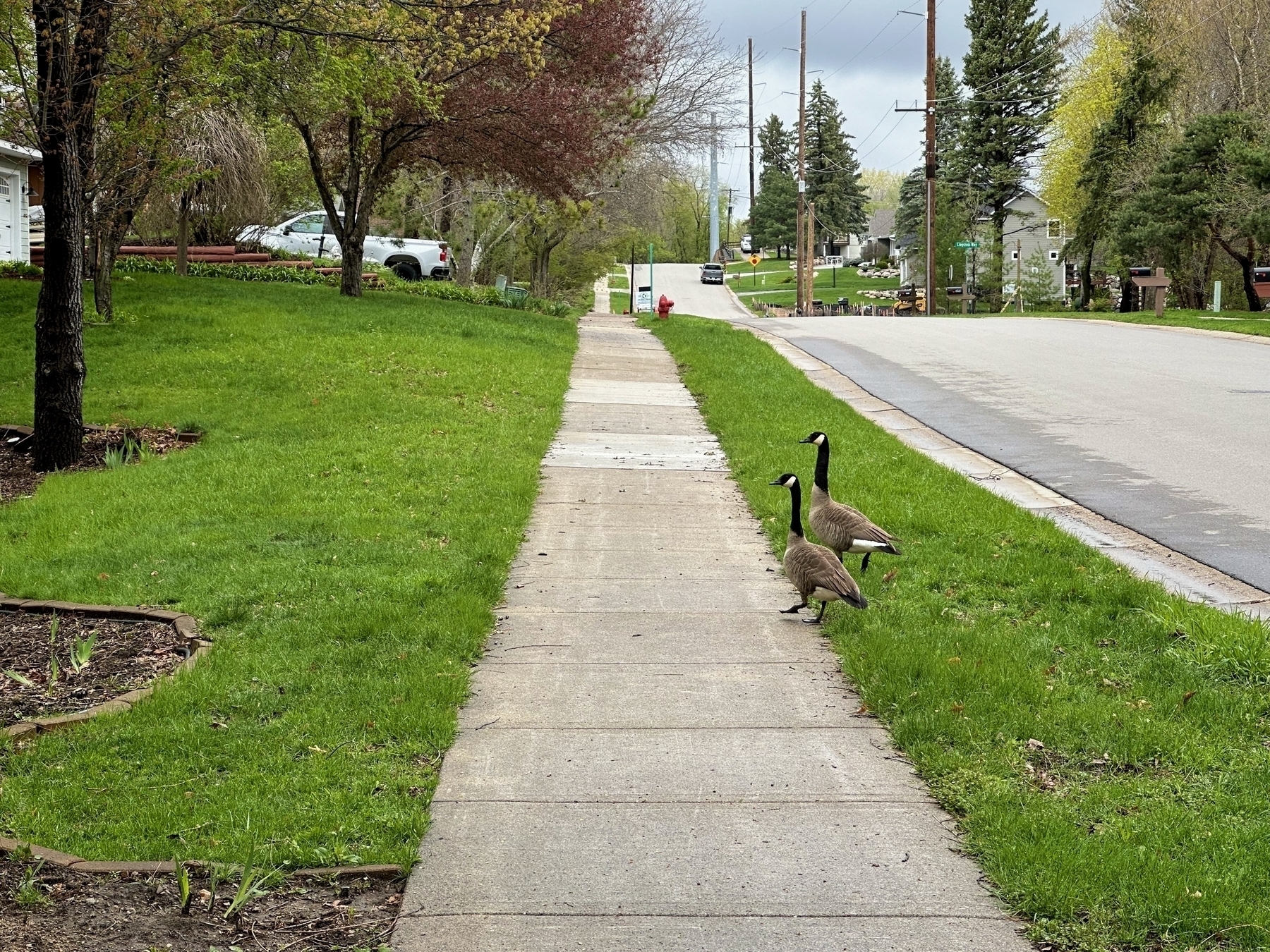 Two geese walk on a sidewalk alongside a grassy area with trees, near a residential street.