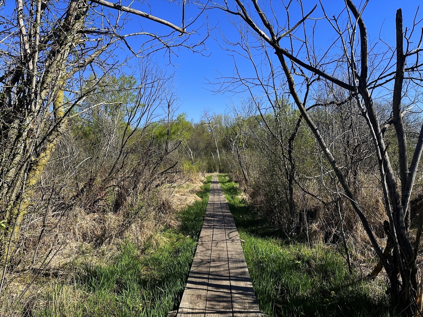 A wooden boardwalk meandering through a nature area with leafless trees and green shrubs under a clear blue sky.