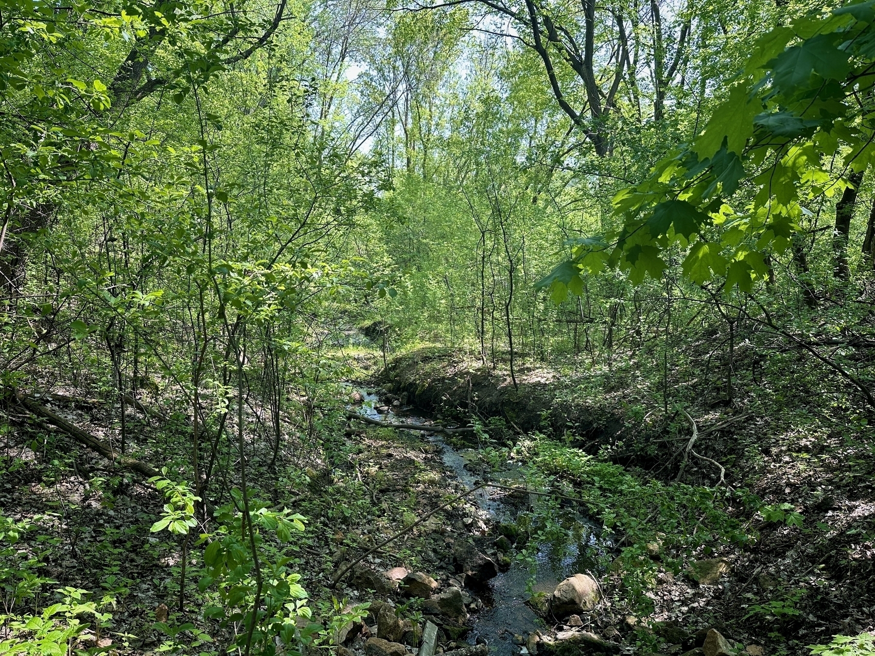 A small stream meanders through a dense green forest under a clear sky.