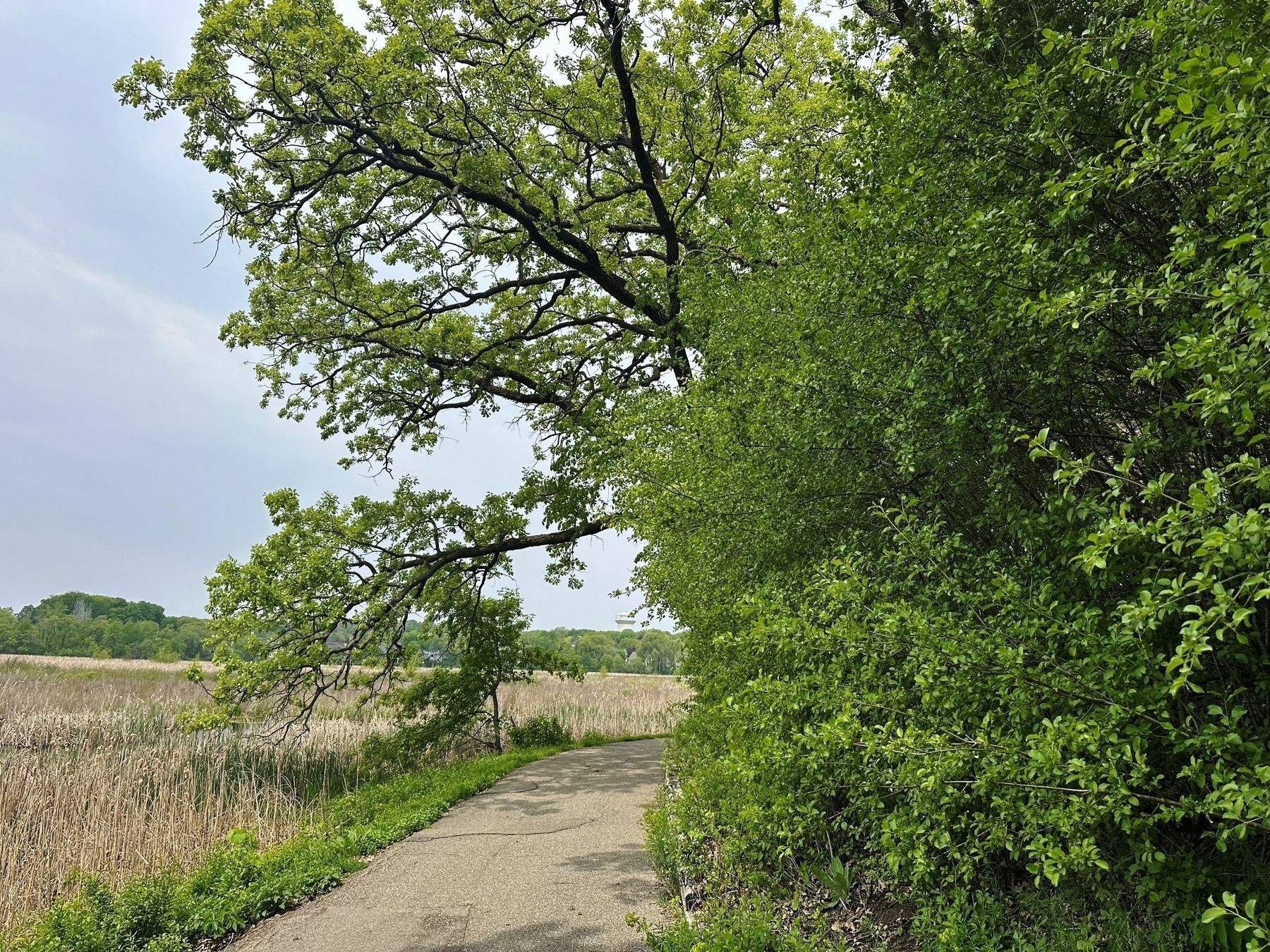A large tree with spreading branches hangs over a paved path, surrounded by dense green foliage on one side and a marshy field on the other under a cloudy sky.
