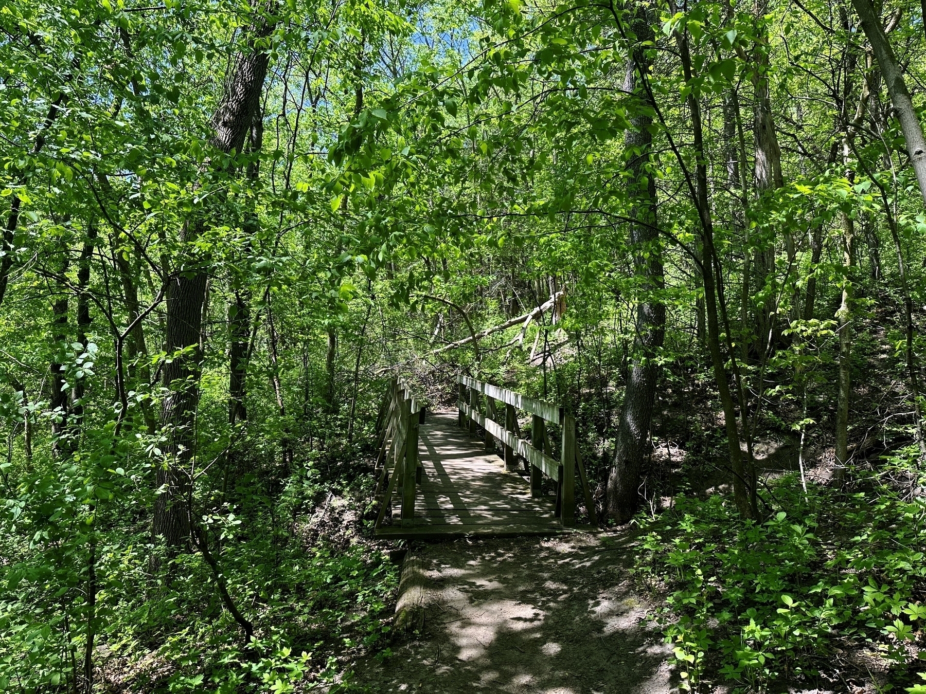 Wooden footbridge stretches over a small path embedded in a lush green forest filled with thick foliage and trees under bright daylight.