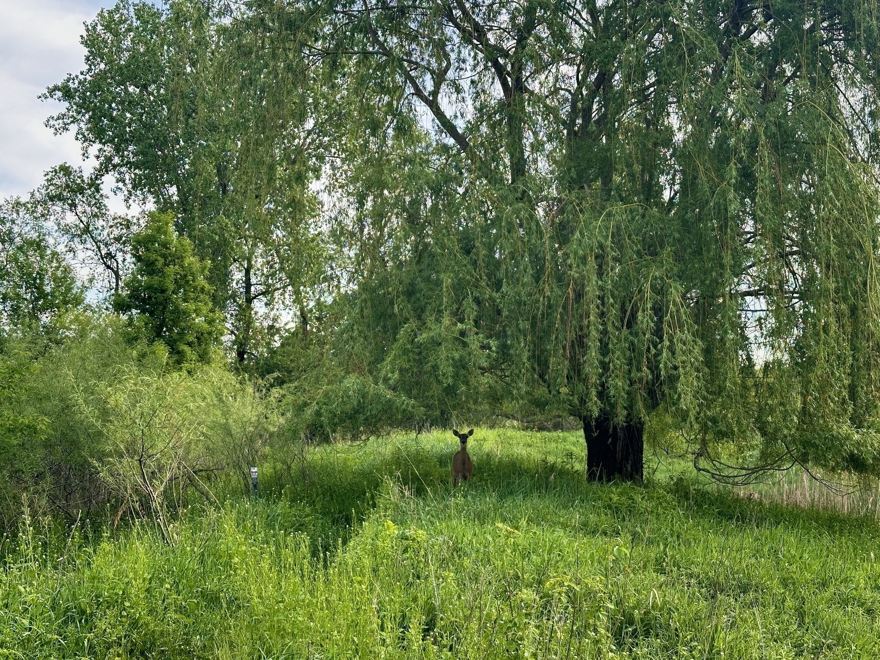 A deer stands alert in a grassy field surrounded by dense greenery under a large tree with hanging branches on a cloudy day.