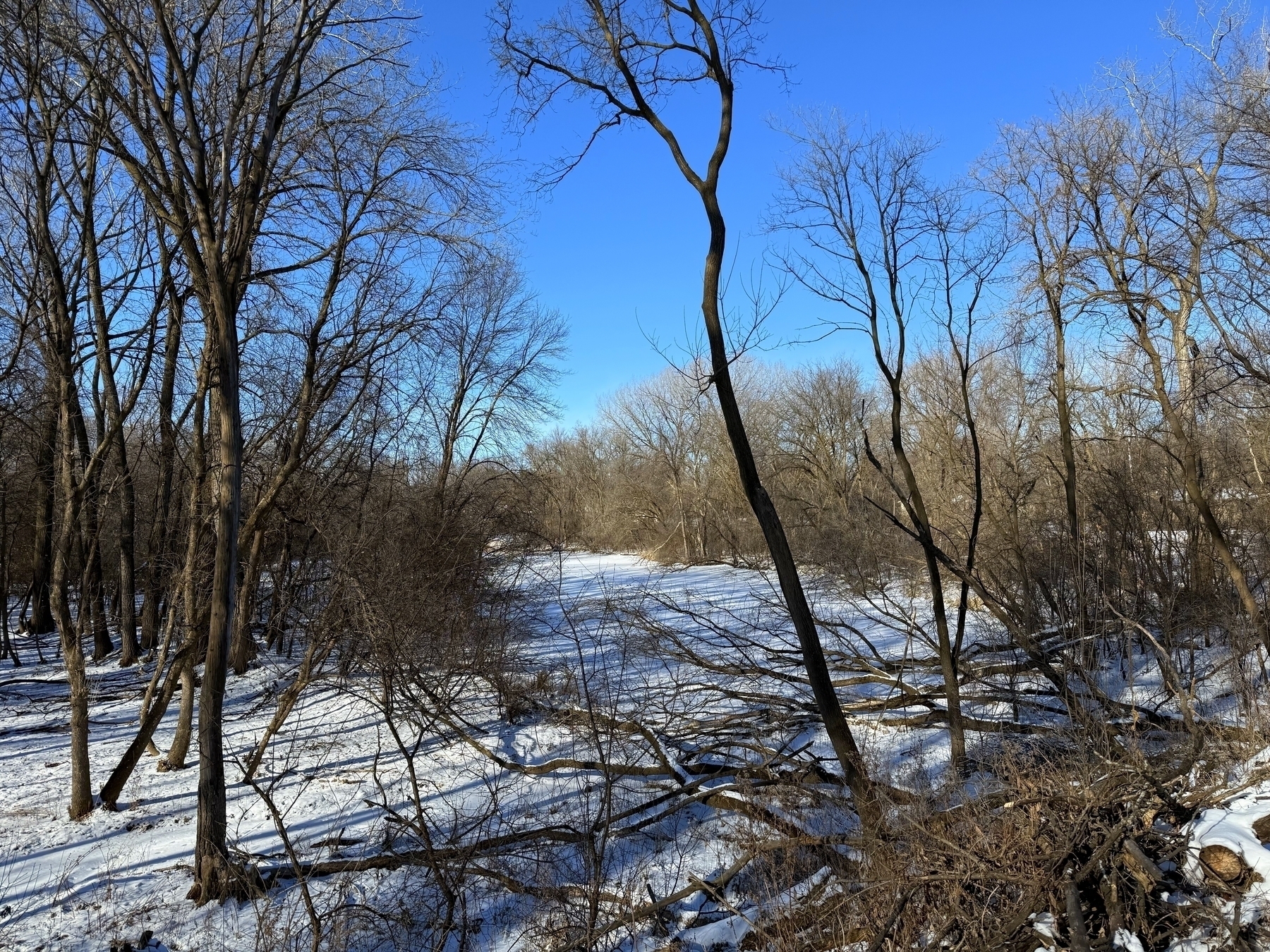 Bare trees stand still in a snowy forest, casting shadows on the ground. The bright blue sky creates a stark contrast with the winter landscape.