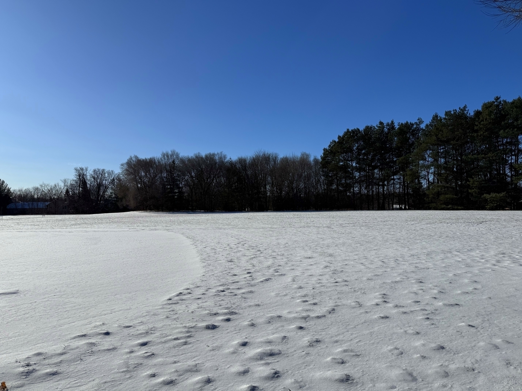 Snow-covered field stretches wide, bordered by a line of tall, bare trees under a bright blue sky. Shadows create soft patterns across the smooth, white surface.