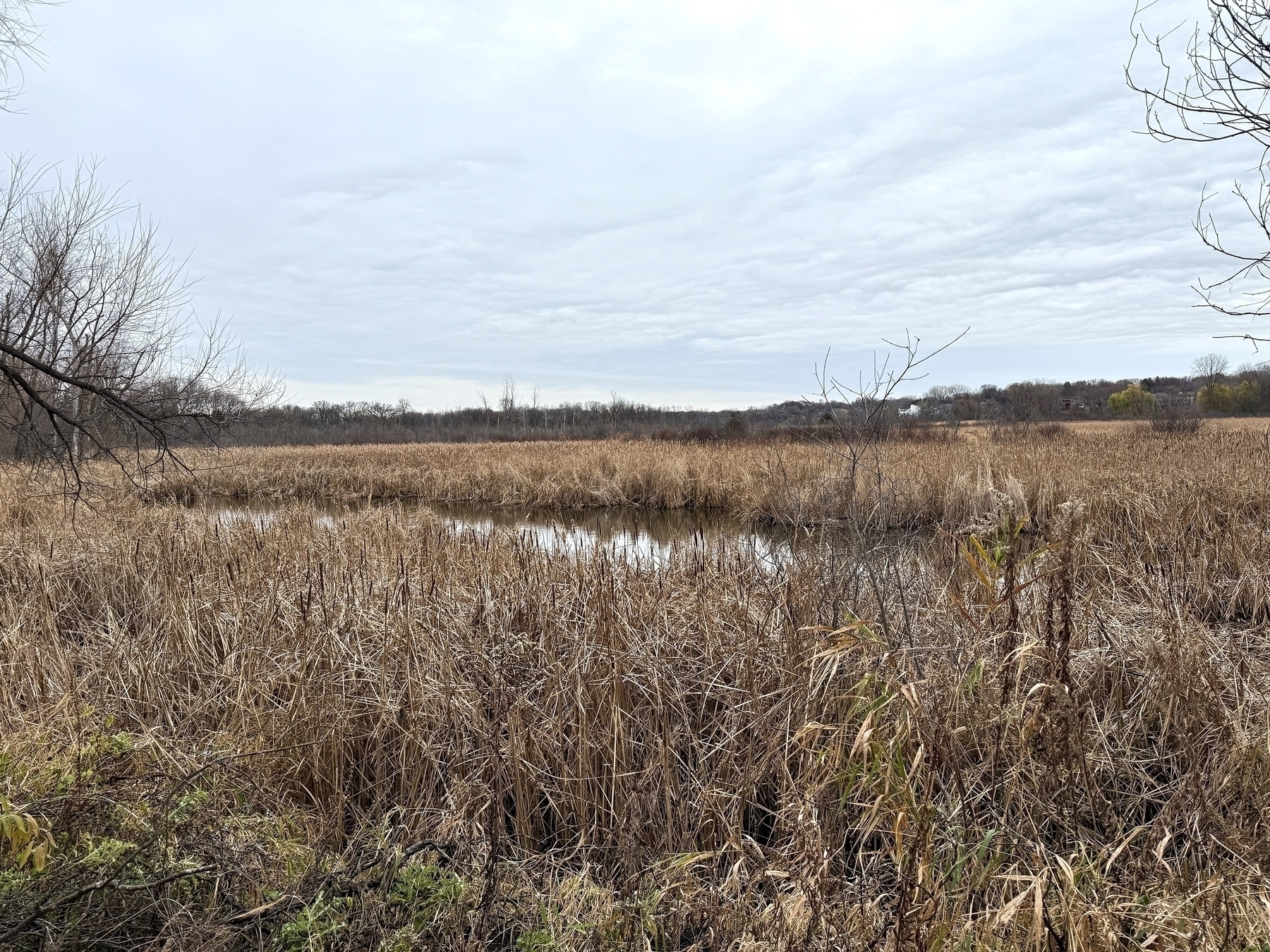 A serene, expansive marshland with tall, dry grasses and patches of still water under an overcast sky. Sparse trees border the landscape.