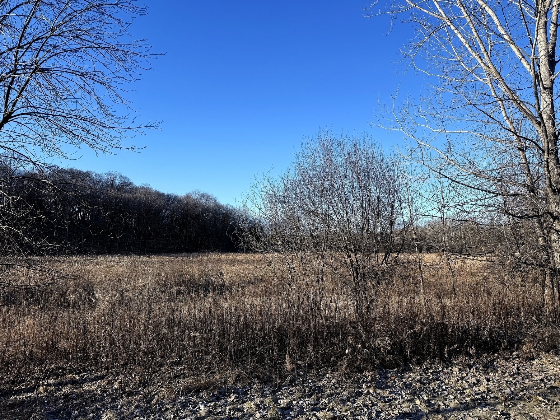 Leafless trees stand still, bordered by dry grass and a field extending into dense woods, under a clear blue sky.