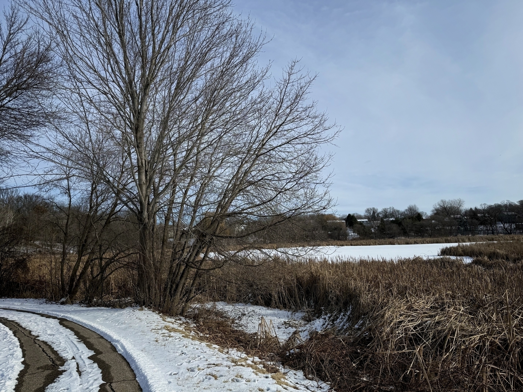 Bare trees stand beside a snow-covered path, leading toward a frozen pond with reeds, set against a backdrop of distant woodland and a cloudy sky.