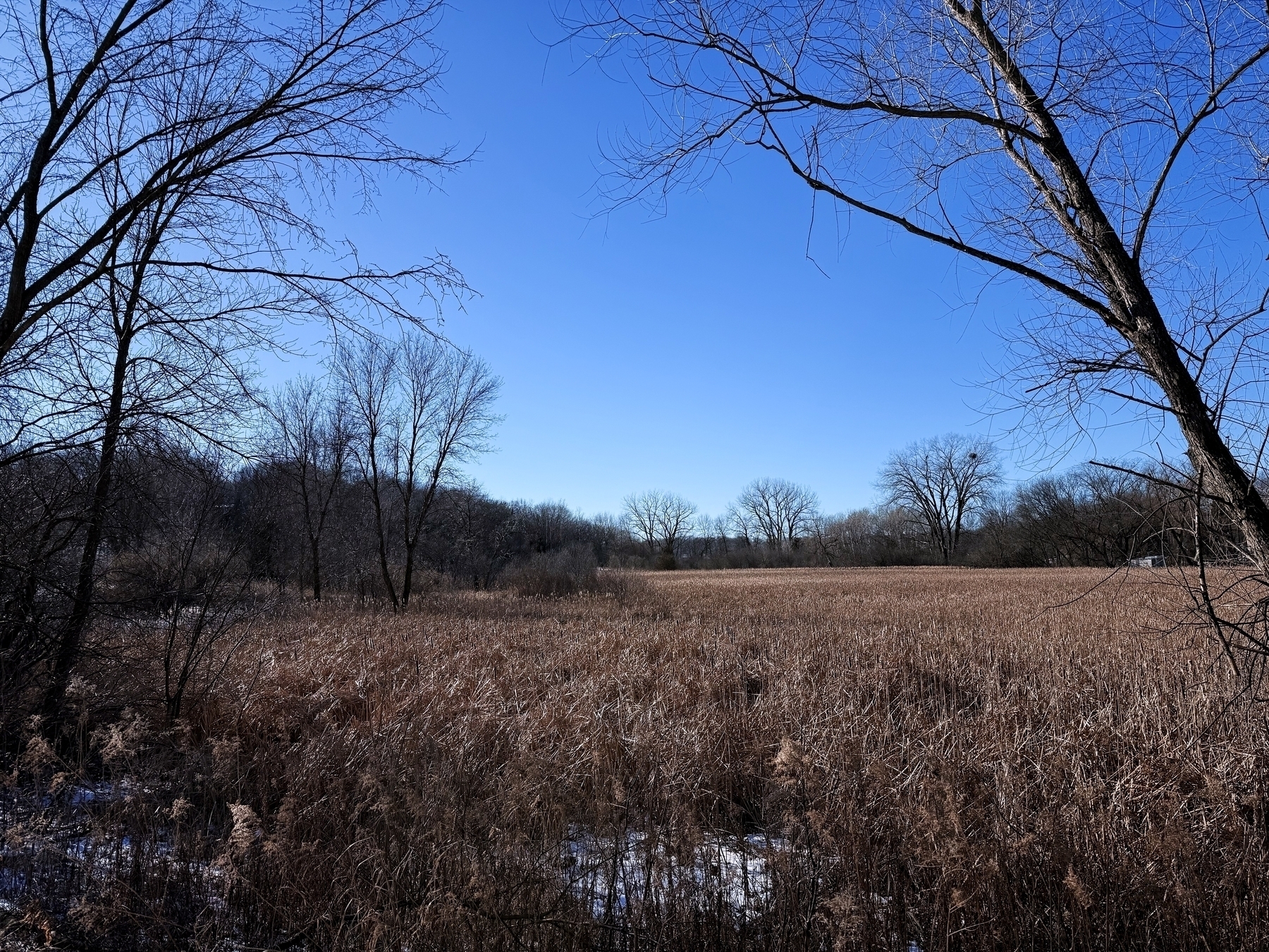 Tall grasses stand still in a field surrounded by barren trees under a clear blue sky, suggesting a cold winter season.