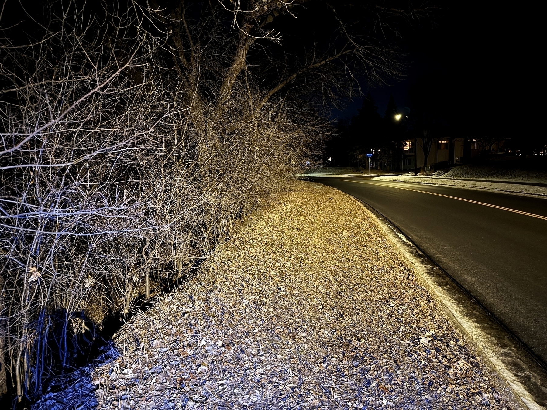 Bare trees stand by a road at night, their branches illuminated by artificial light. The path curves gently, bordered by leaf-covered ground and a distant building.