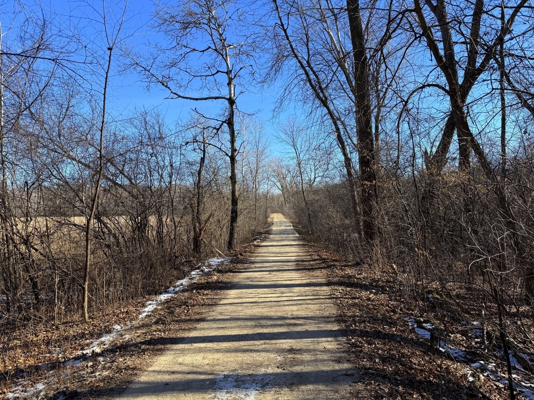 A dirt path stretches through a wintery, leafless wooded area under a clear blue sky.