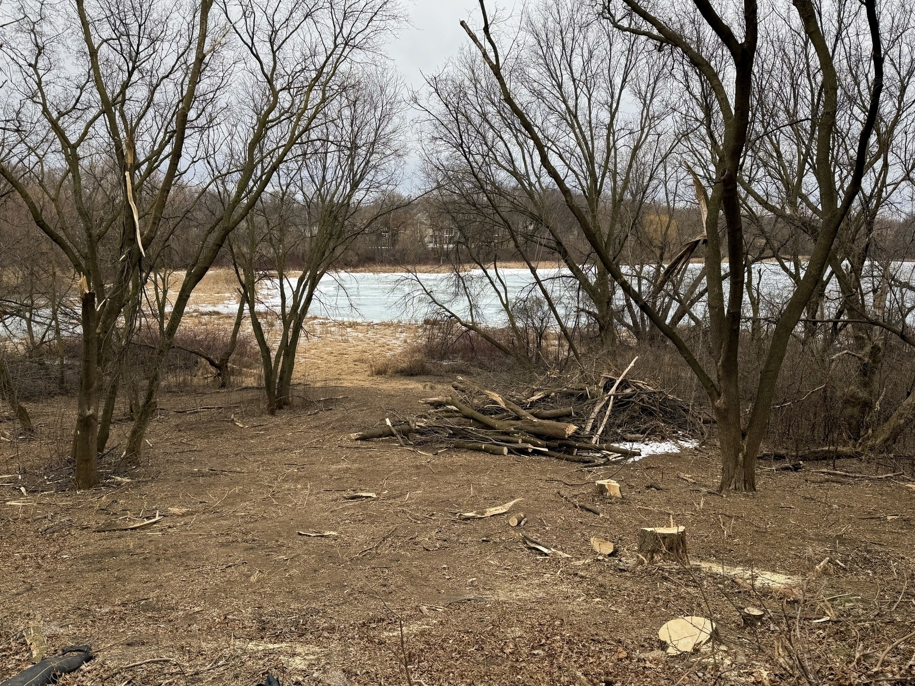 Leafless trees stand still on a cleared, grassy area with scattered wood debris, bordering a frozen lake in a wintry landscape.