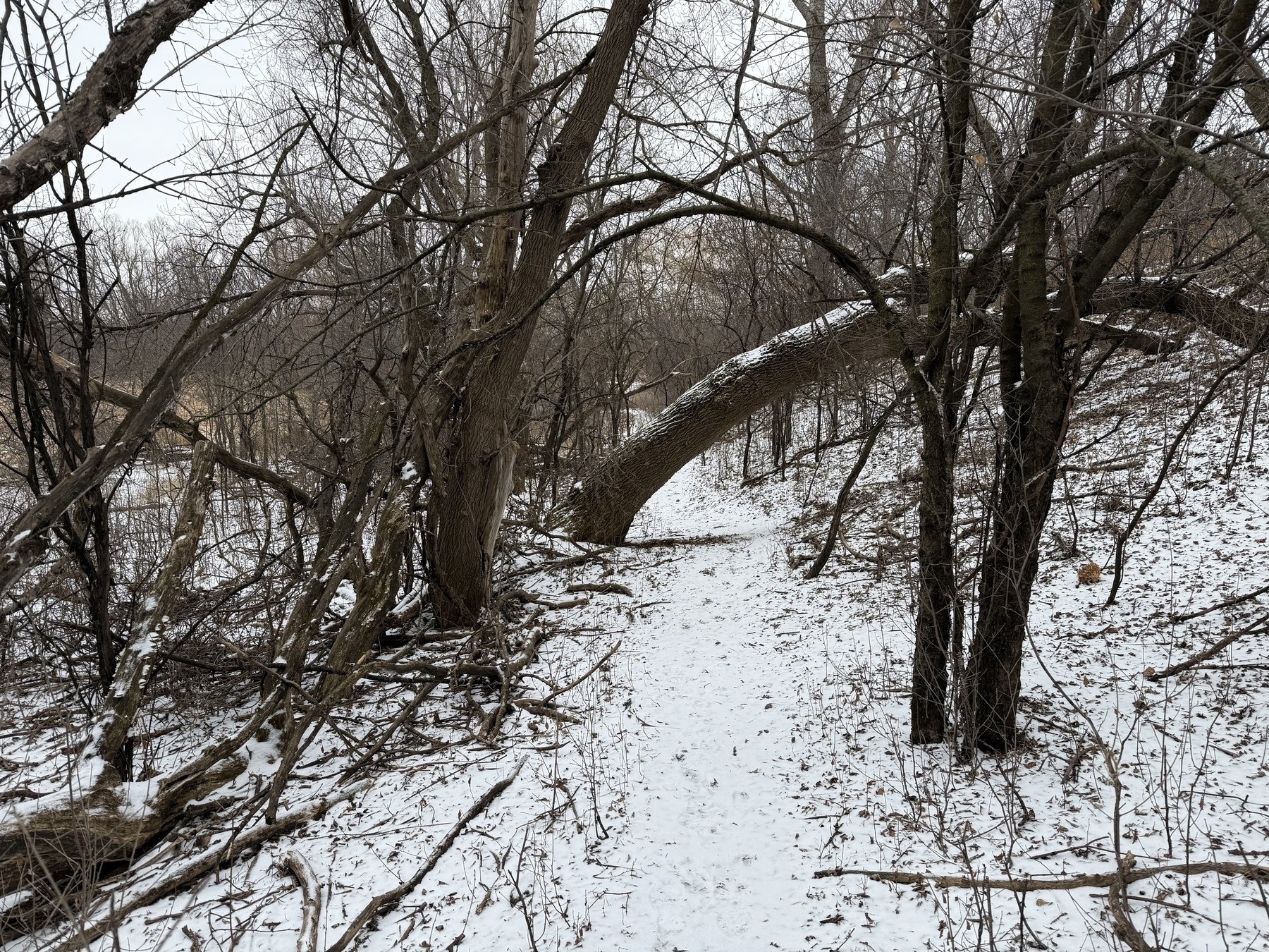 A snow-covered path winds through a forest of bare trees in winter.