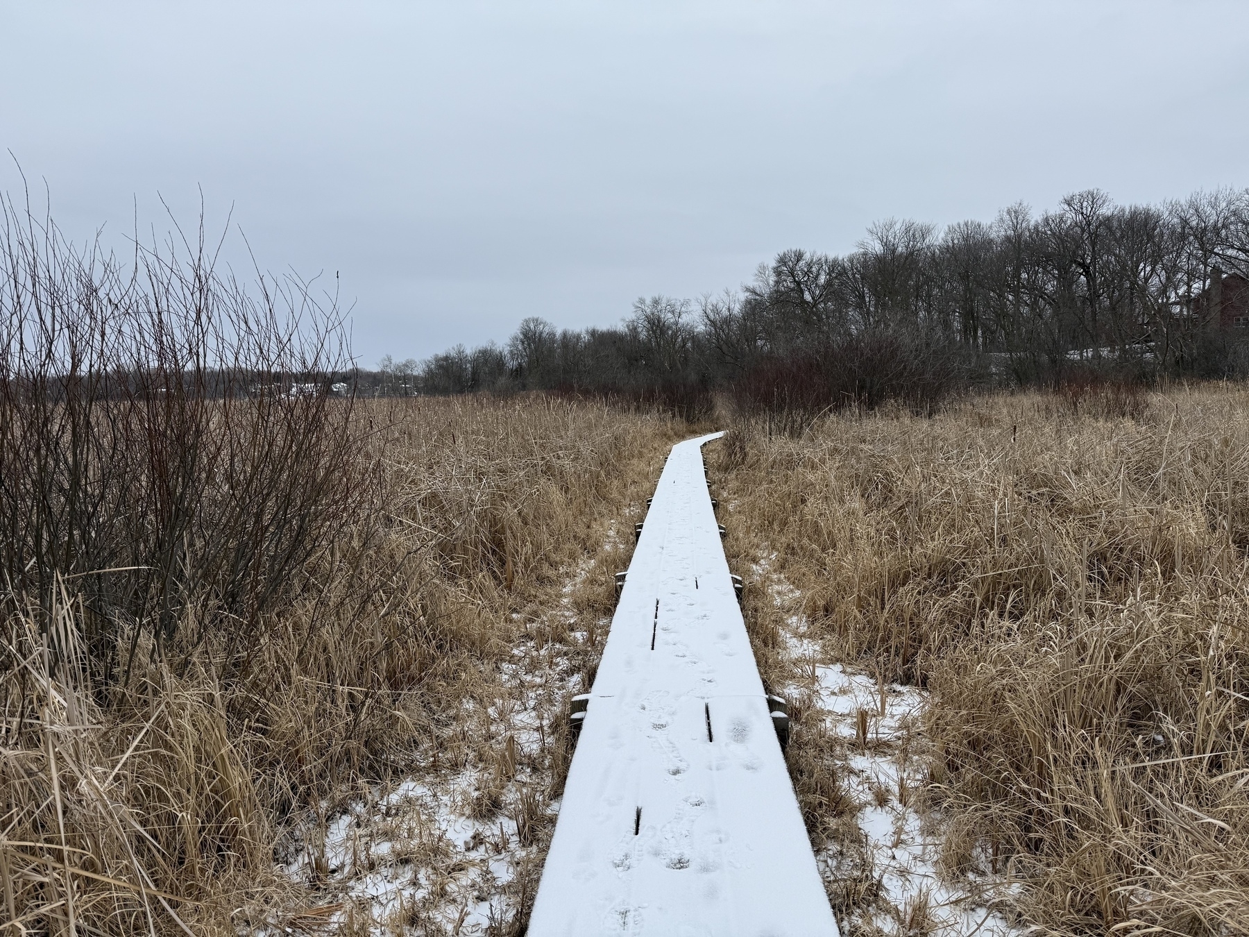 A snow-dusted wooden path cuts through a field of brown grasses, with bare trees in the background under an overcast sky.