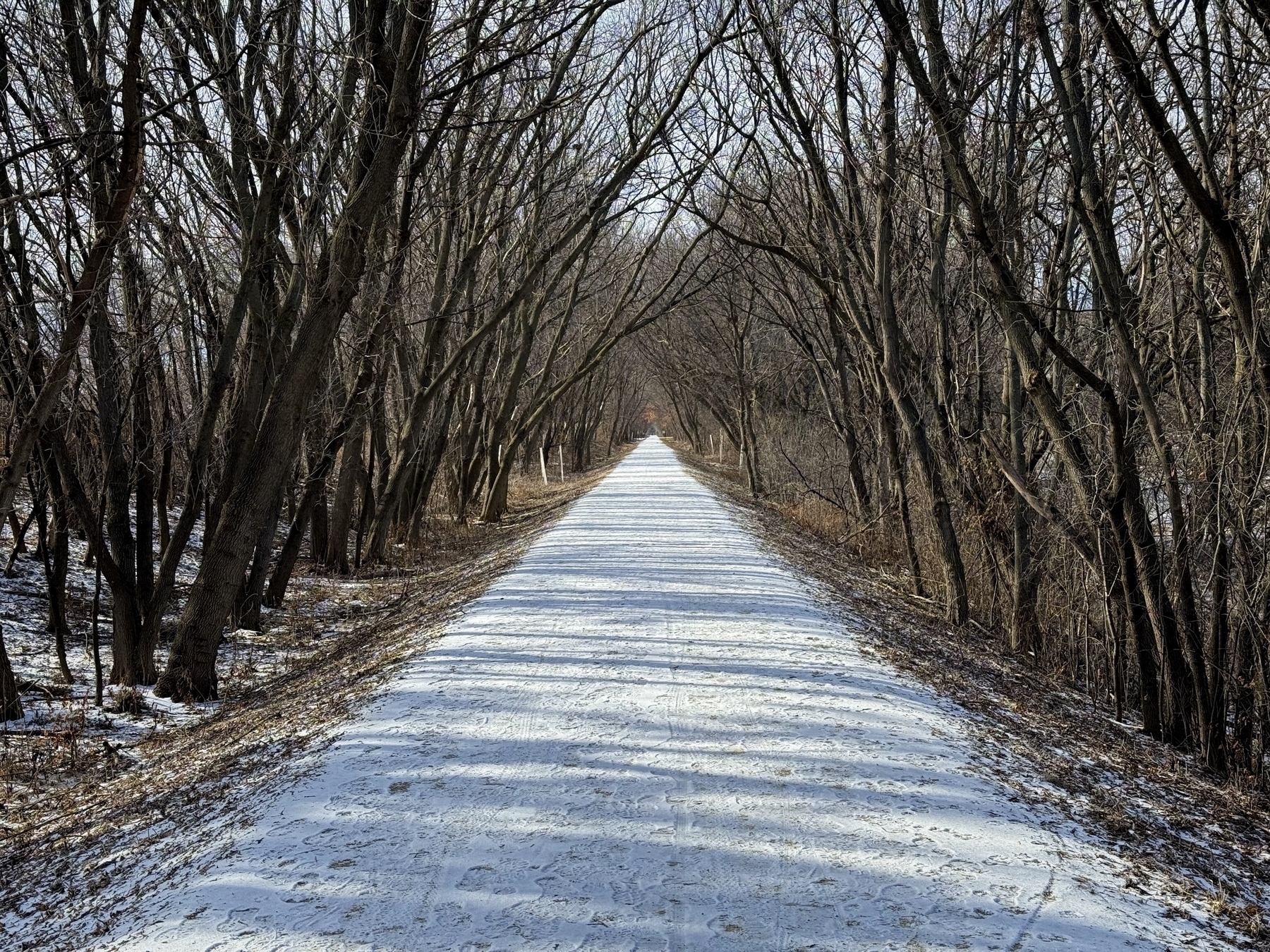 A straight snowy path extends through leafless trees arching overhead, creating a tunnel-like effect. The ground is lightly dusted with snow, and the surrounding area is forested.