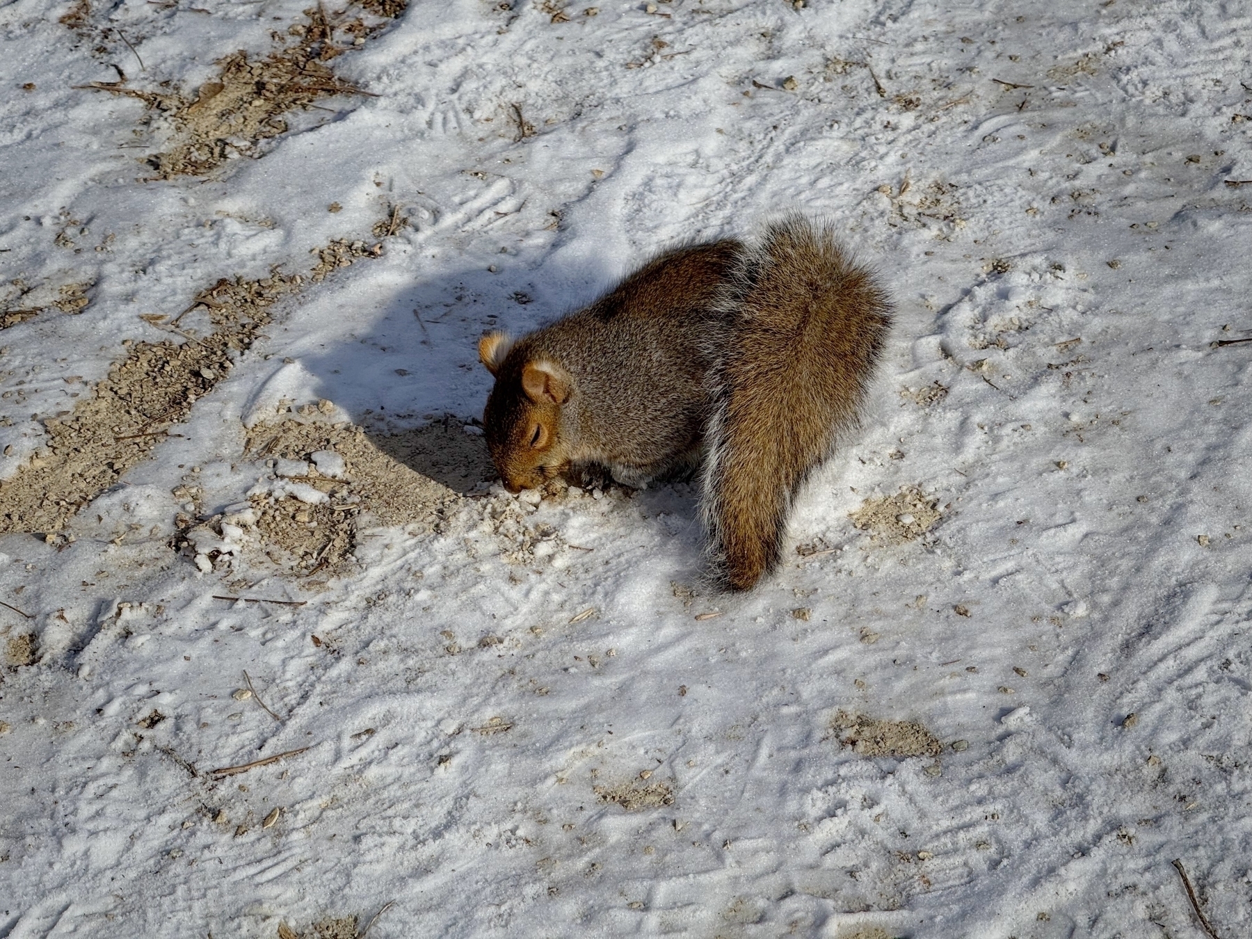 A squirrel digs in snow-covered ground, searching for food. Its bushy tail is raised as it sniffs at the earth beneath the light layer of snow and scattered debris.