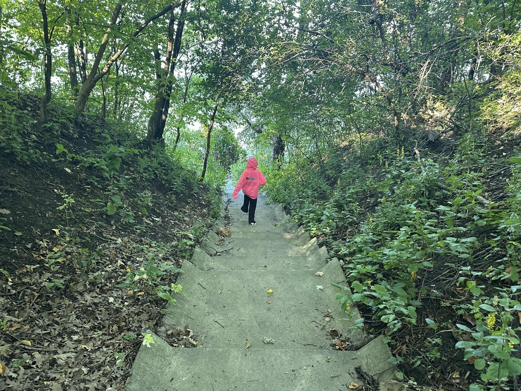 Person wearing a pink hoodie walks up a concrete path surrounded by dense green foliage and trees in a forest setting.