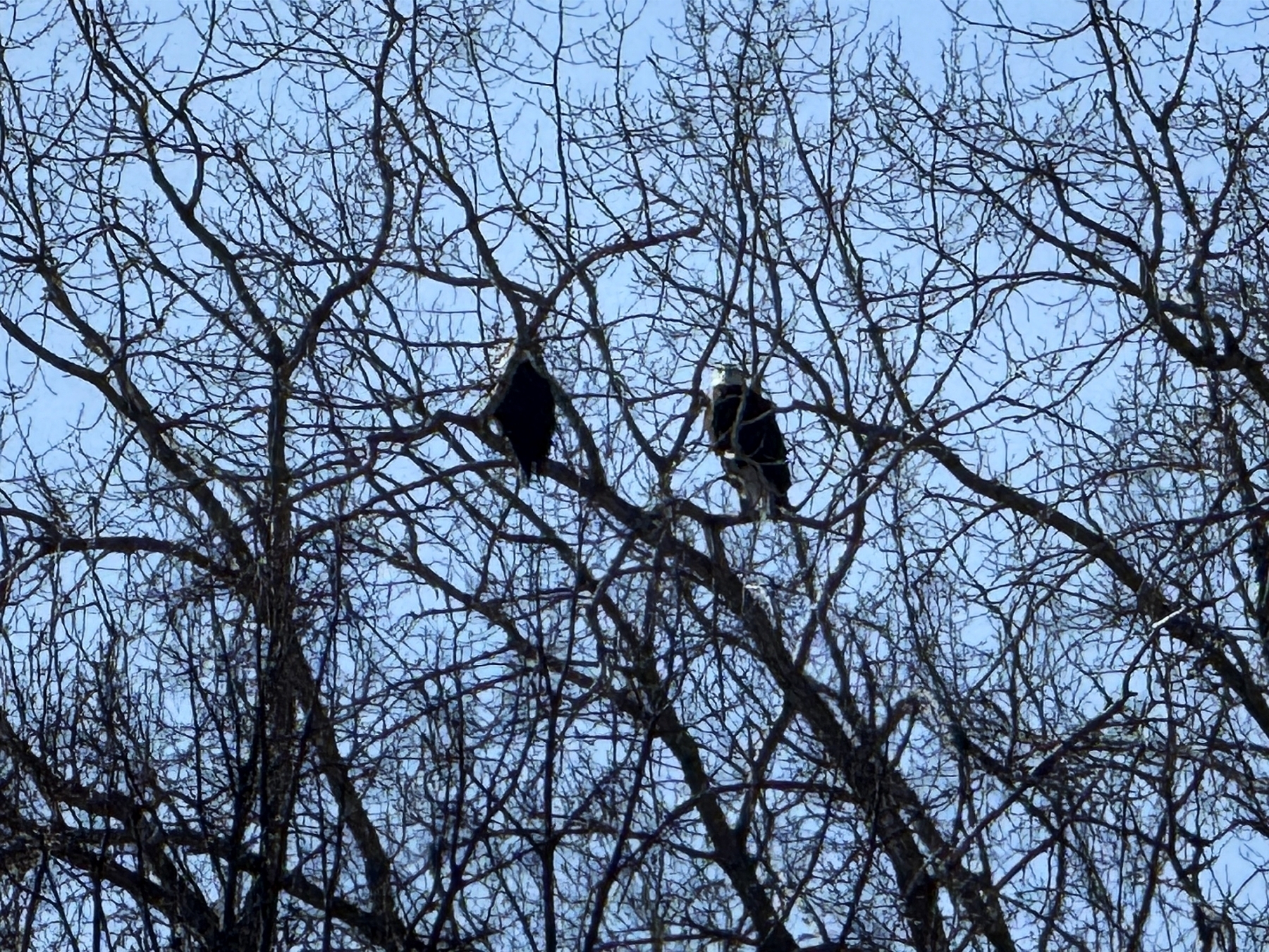 Two birds perched high in bare tree branches against a clear blue sky.