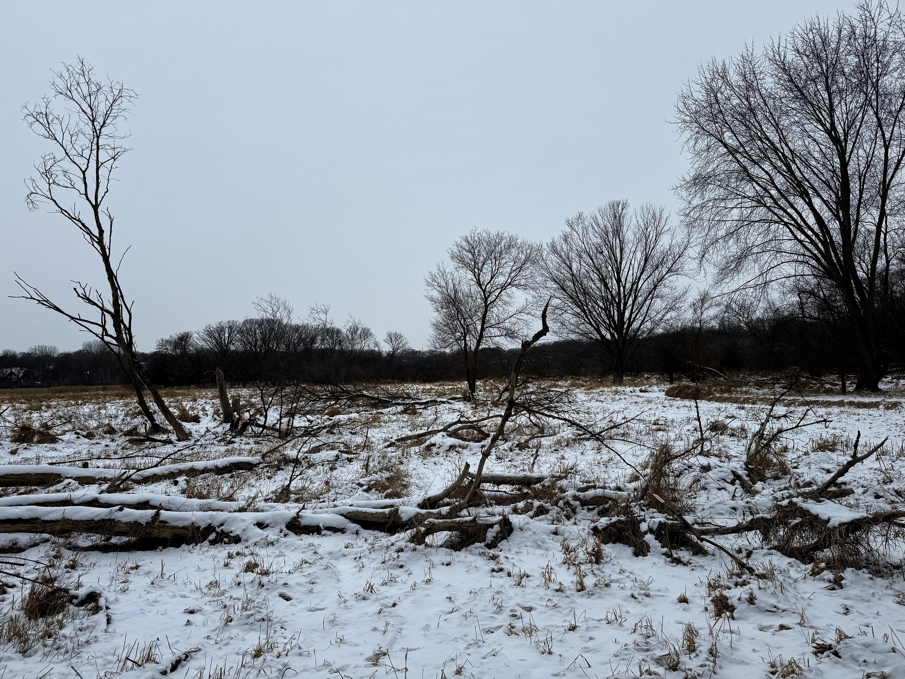 Leafless trees stand amidst a snow-covered field, with scattered fallen branches on the ground, under a gray, overcast sky.