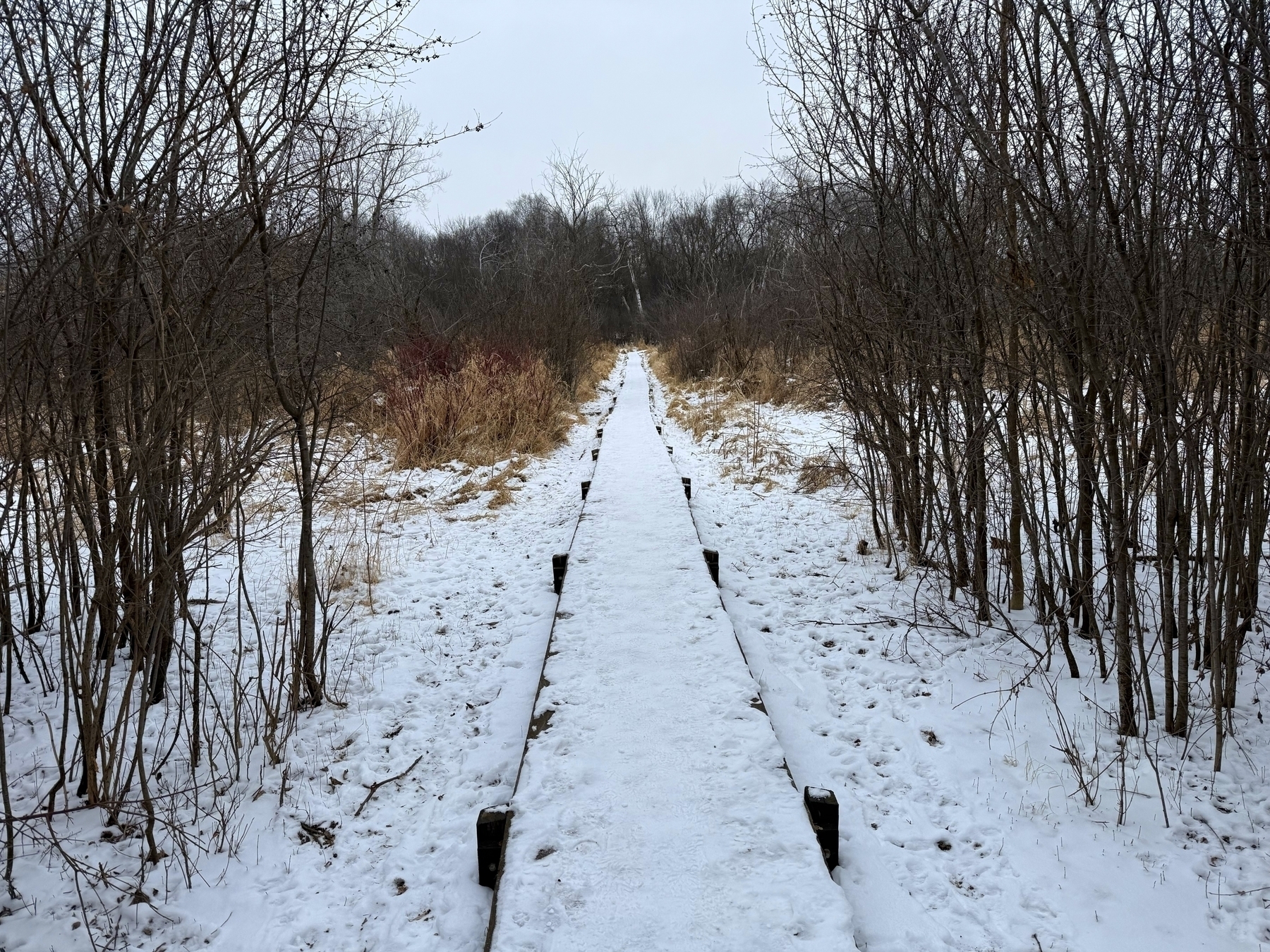 Snow-covered wooden path extends forward, flanked by bare trees on both sides, set in a winter landscape under a gray sky.|354x266