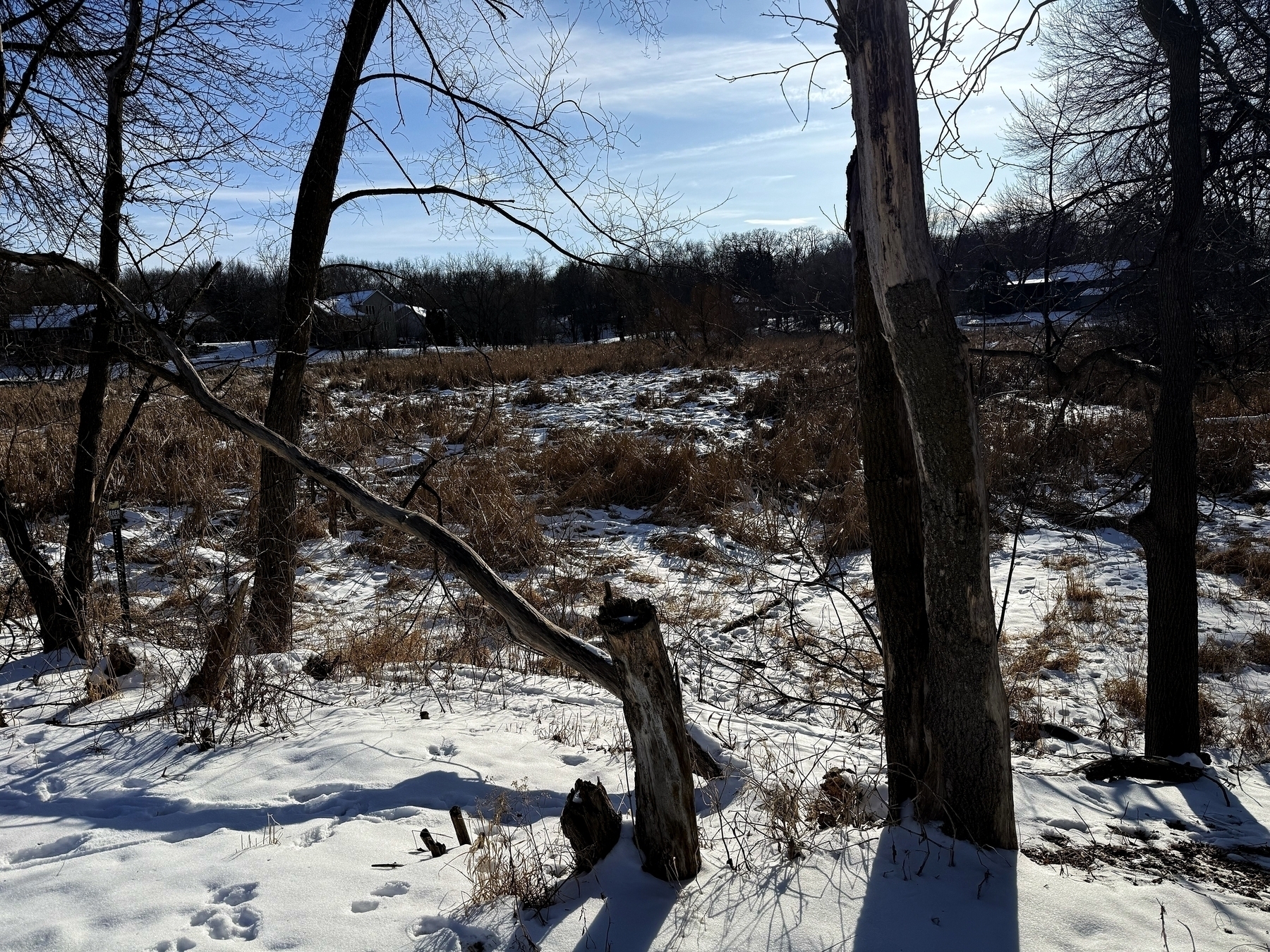 Snow-covered ground surrounds bare trees standing amidst a field of dry grass under a clear blue sky. Houses are visible in the distance, partially obscured by trees.