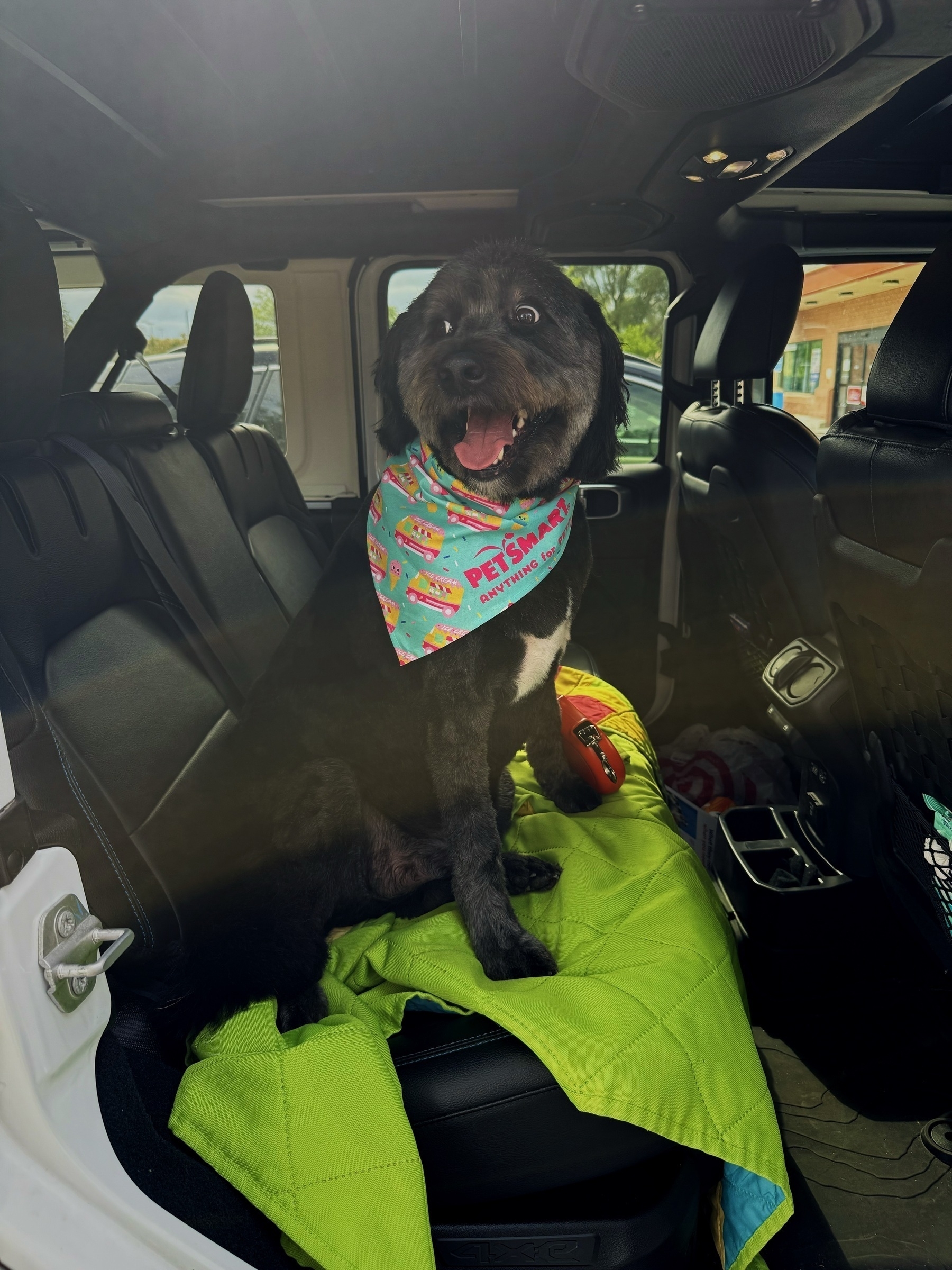 A happy dog sits on a green blanket in the back seat of a car, wearing a colorful bandana with a “PetSmart” logo.