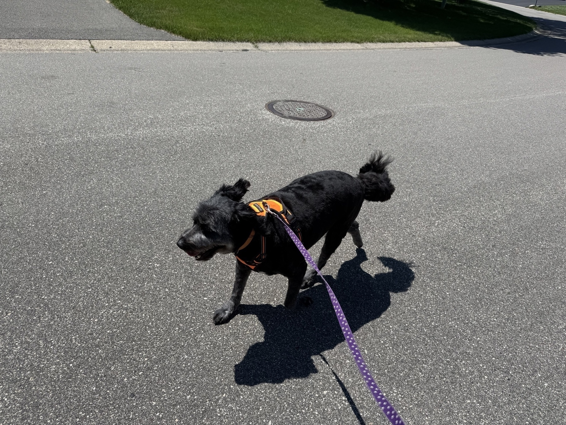 A black dog with a short coat and a neon harness is being walked on a purple leash across a sunny, paved street. The grass and sidewalk are visible in the background.