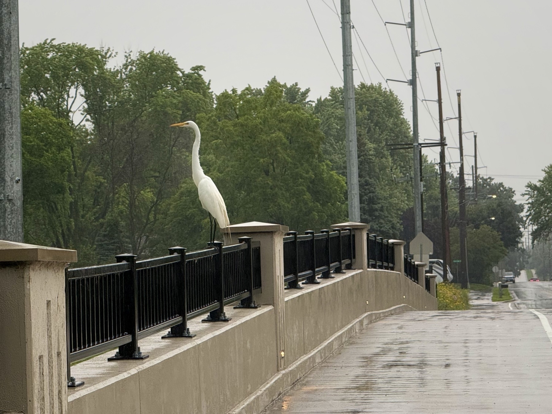 A white egret stands on a black metal railing beside a wet road, with lush green trees in the background on a cloudy day.