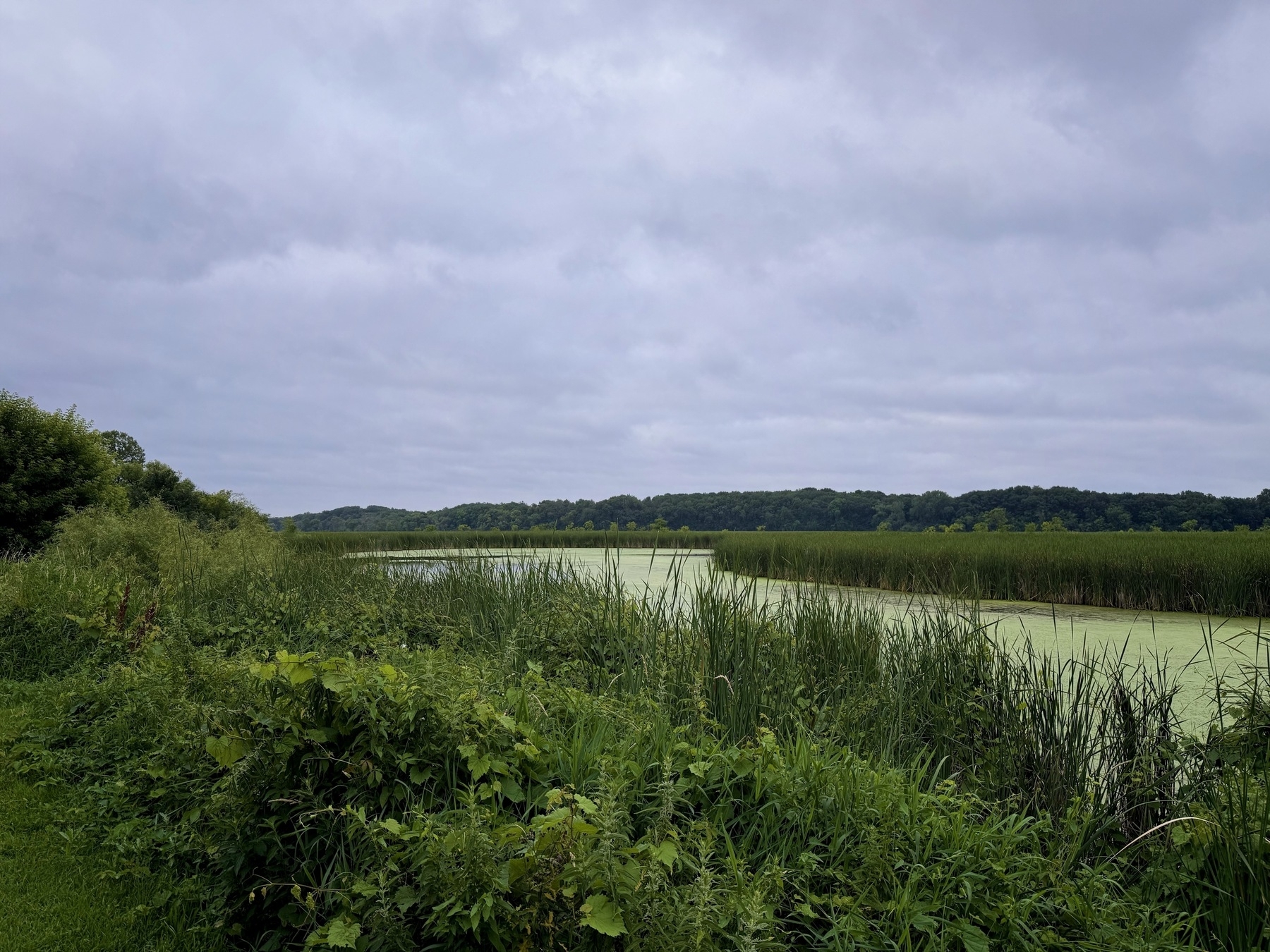 A serene wetland landscape with lush green vegetation and tall grasses bordering a narrow, algae-covered waterway under a cloudy sky. Distant treeline visible at the horizon.