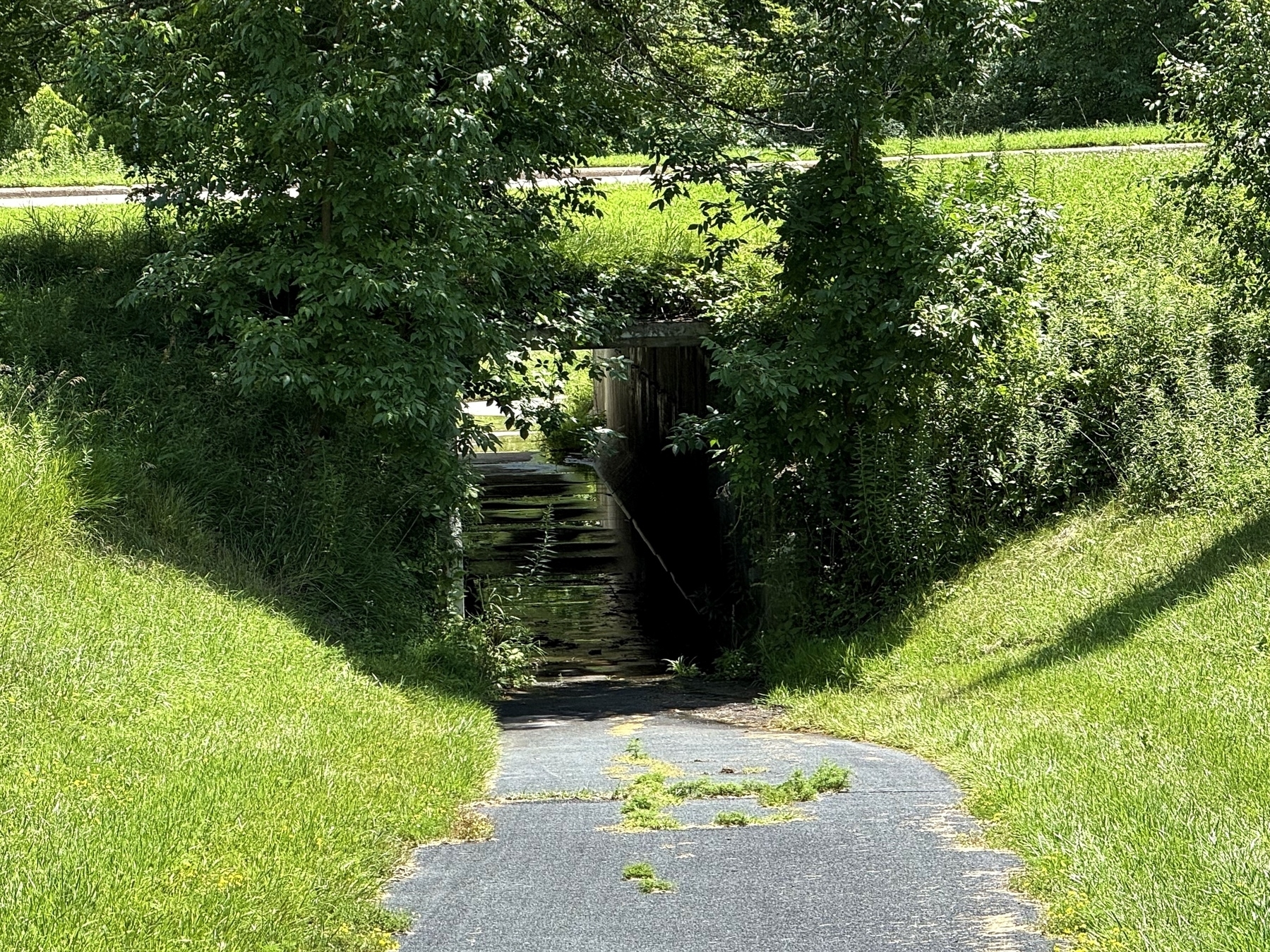 A path leads to a small, shady tunnel under a road, surrounded by lush green grass and dense foliage.