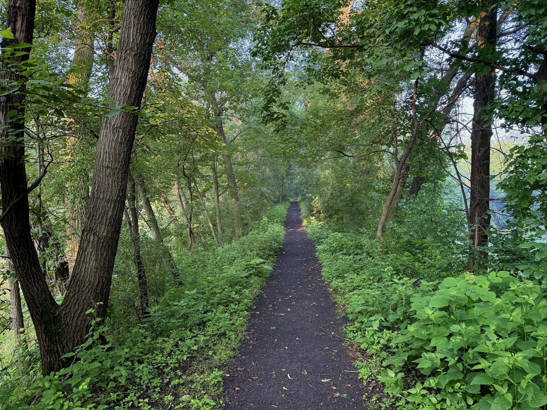 A narrow dirt path winding through a dense, green forest with tall trees and lush undergrowth, bathed in soft, dappled sunlight.