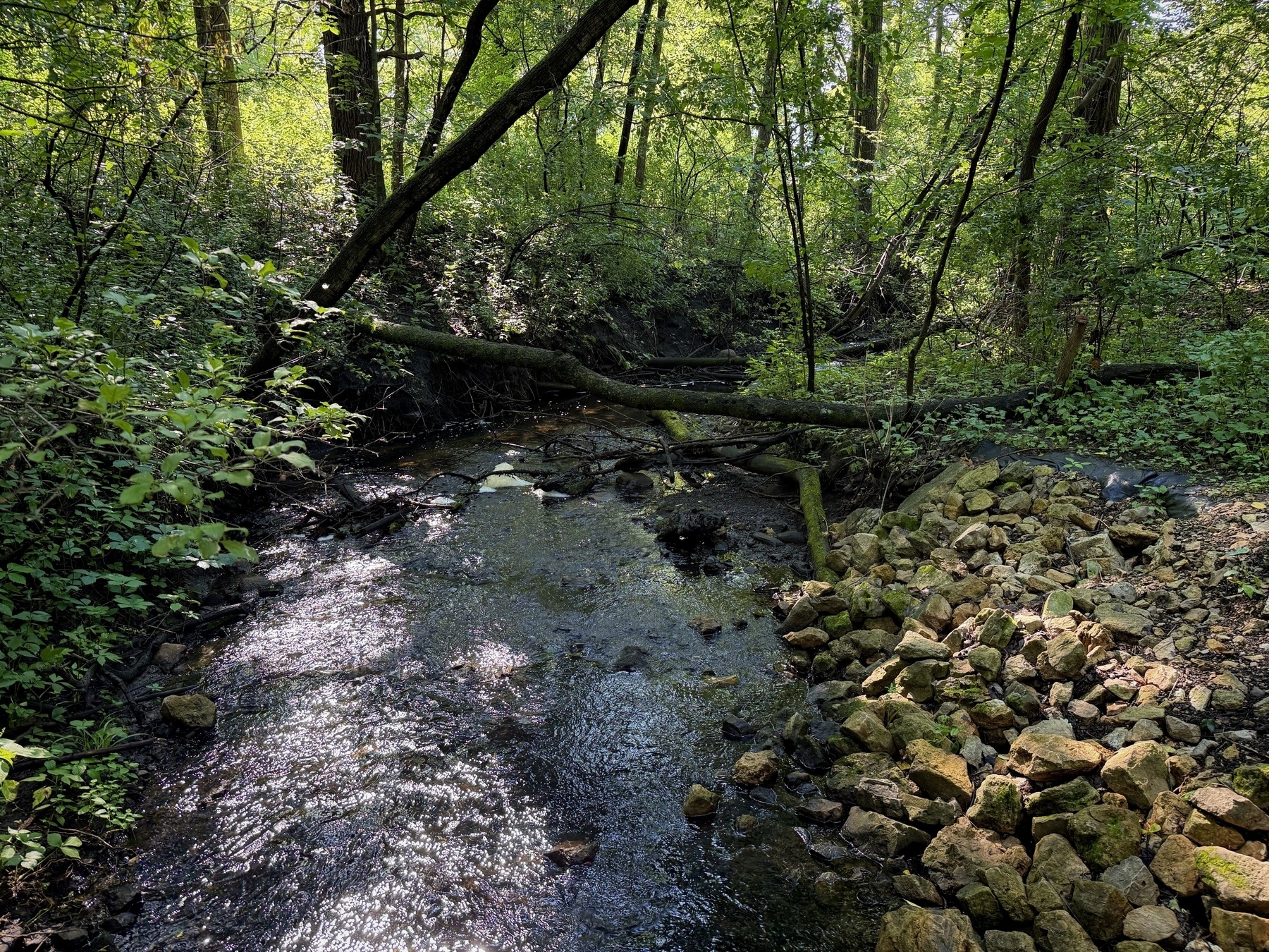A tranquil forest scene featuring a small stream flowing through lush greenery. Sunlight filters through the trees, creating dappled shadows on the water. A fallen tree lies across the stream, and rocks are scattered along the bank.