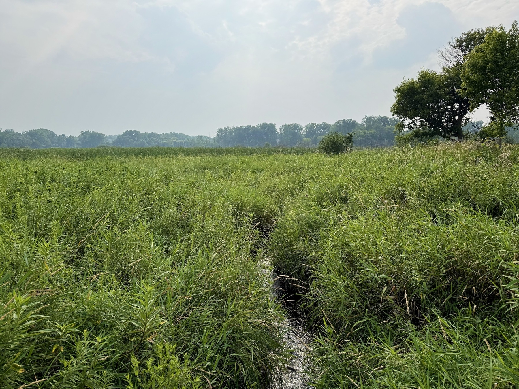A lush, green wetland landscape with dense grass and a small tree on the right. The sky is overcast, creating a hazy, serene atmosphere in the background.