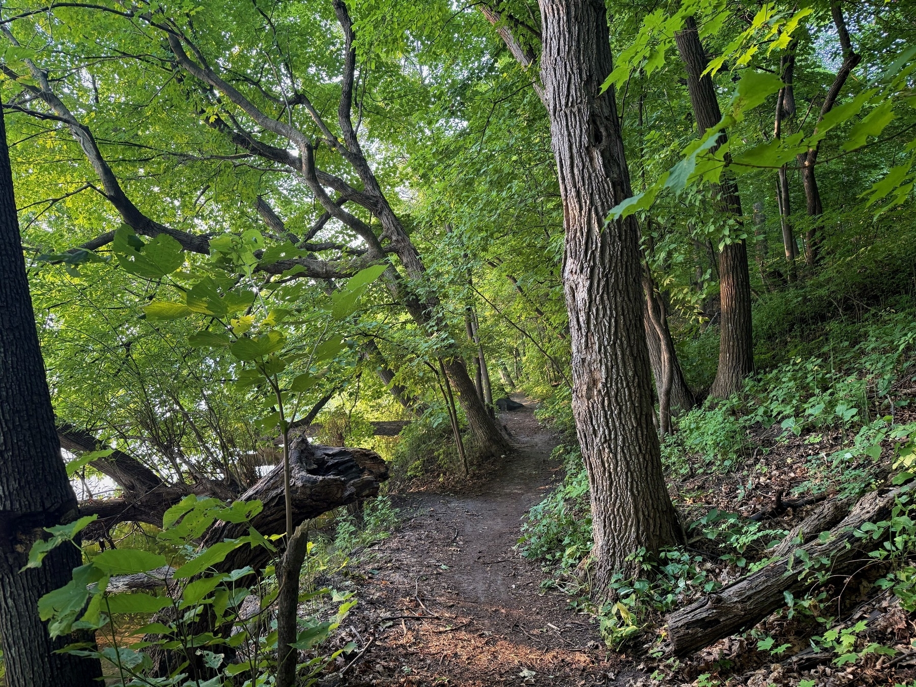 A narrow dirt path winds through a lush, green forest, surrounded by tall trees and dense foliage. Sunlight filters through the leaves, creating dappled patterns on the ground.
