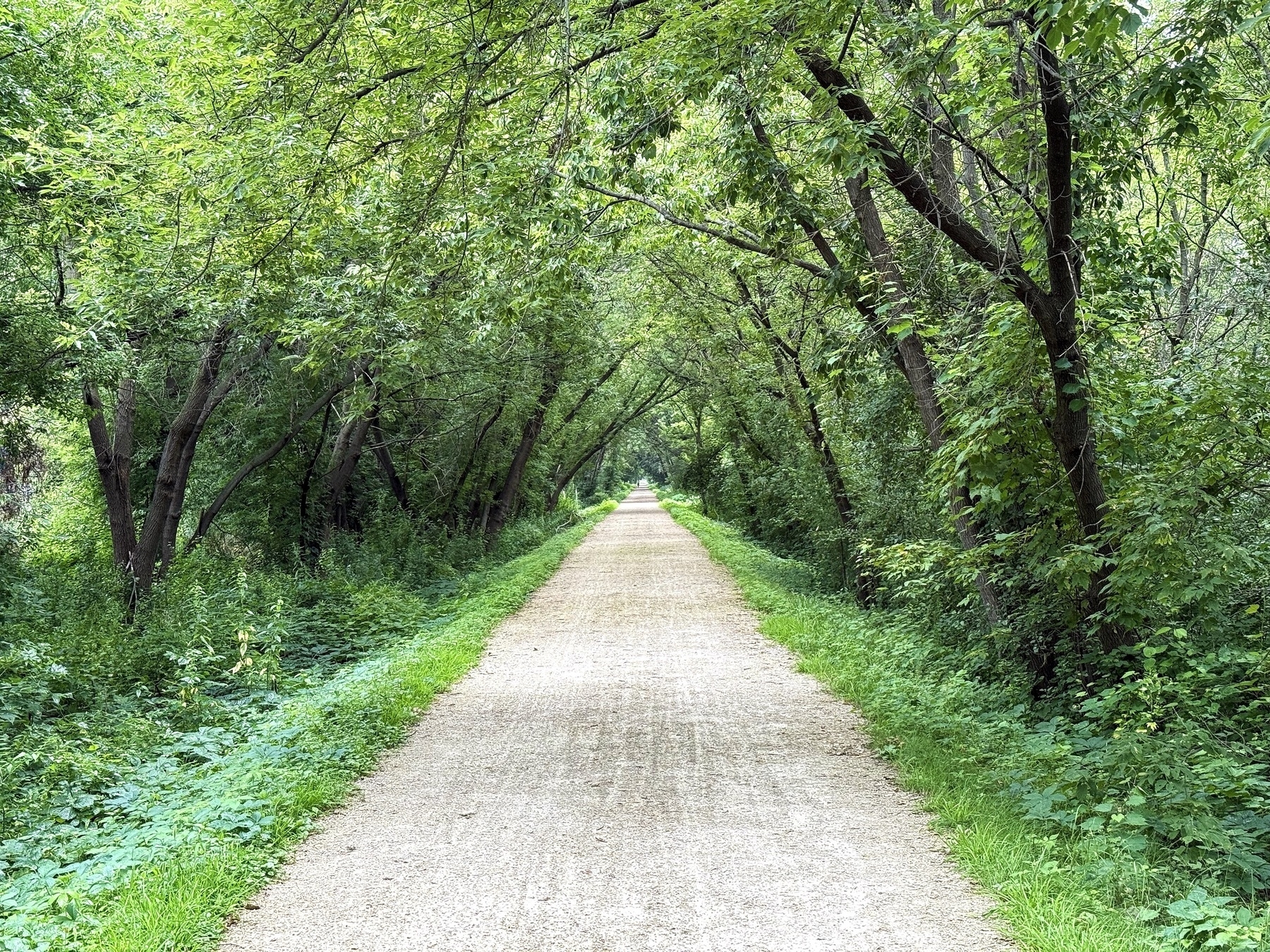 A straight, narrow dirt path is surrounded by lush, green trees that form a canopy overhead, creating a serene, tunnel-like effect in a wooded area.|354x266