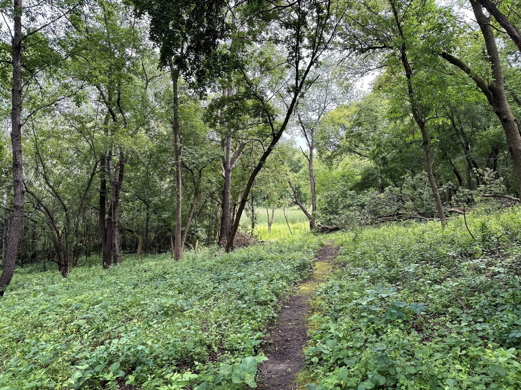 A lush, green forest with a narrow dirt path winding through dense vegetation and tall trees, leading towards a sunlit clearing.