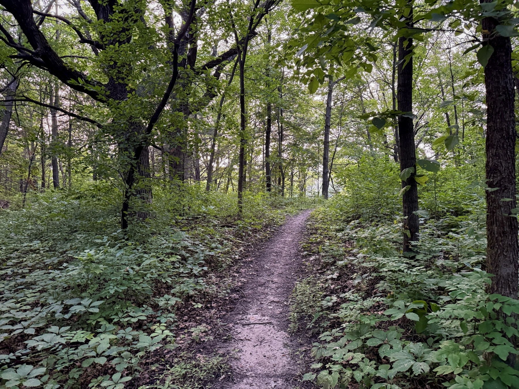 A narrow dirt path winding through a lush, green forest, with tall trees and dense undergrowth on either side. The canopy above filters light, creating a serene and secluded atmosphere.