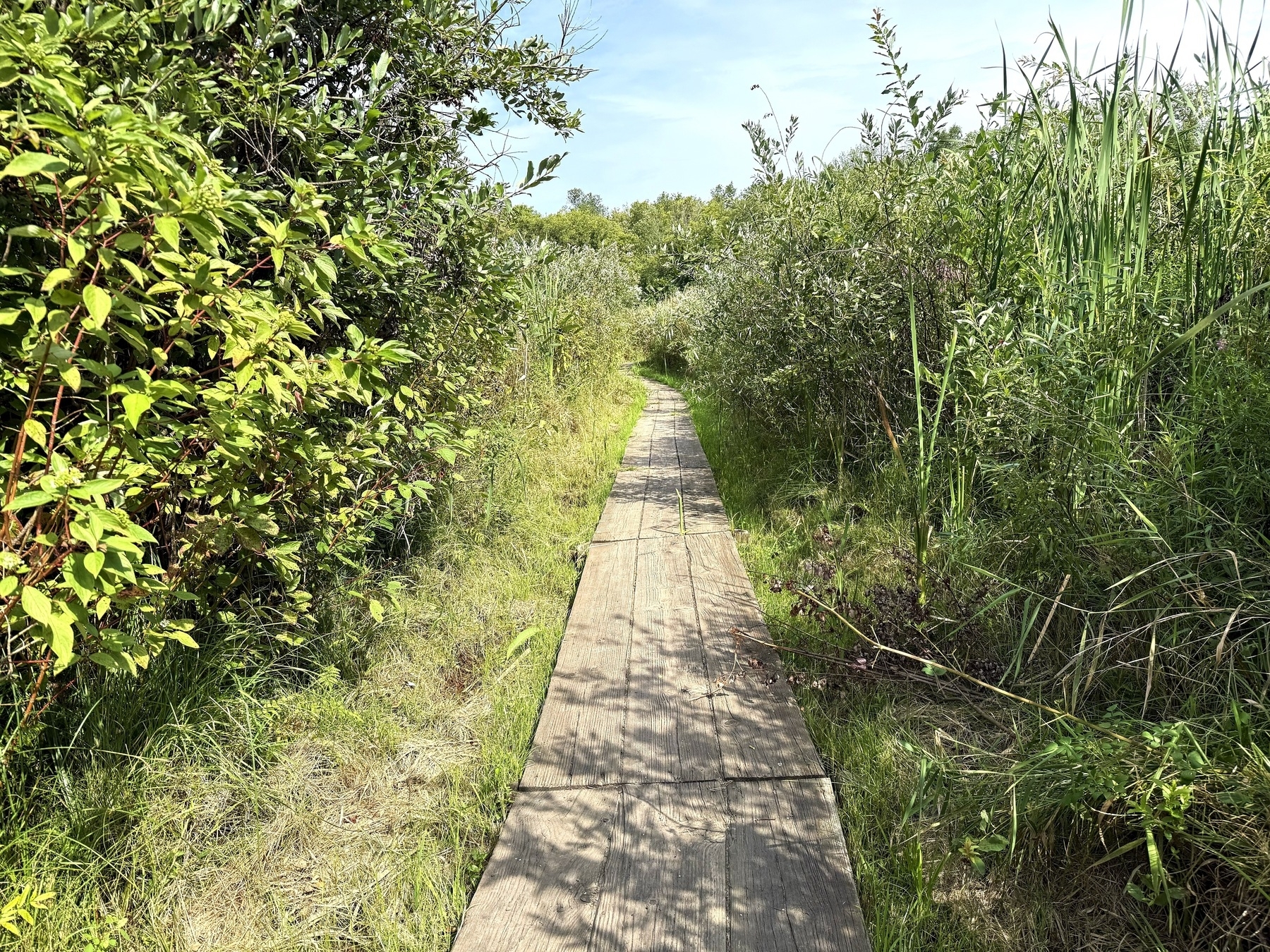 A wooden boardwalk surrounded by lush green vegetation stretches into the distance under a clear blue sky.