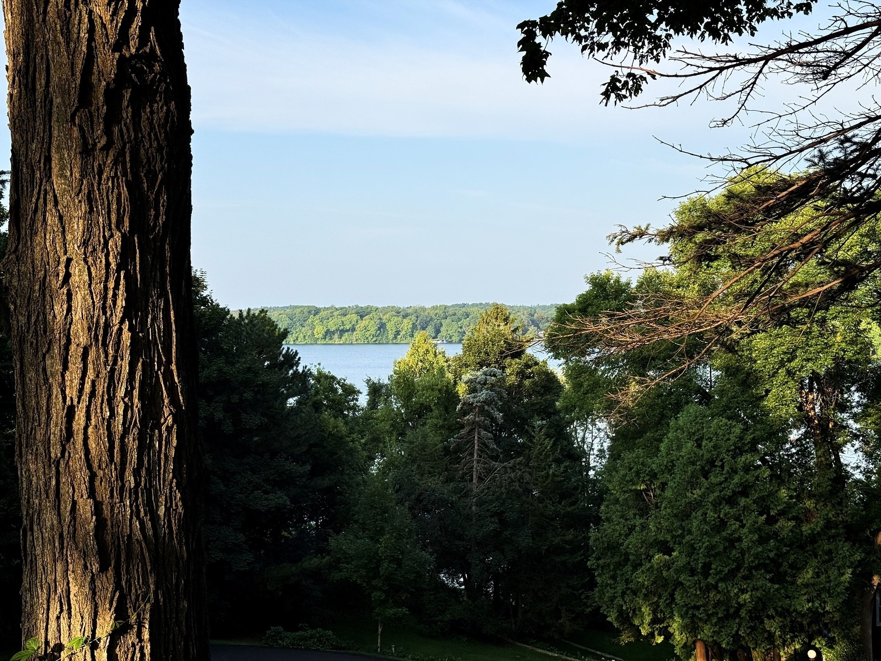 A large tree trunk dominates the left foreground with textured bark, while lush green foliage frames a serene view of a distant lake and treeline under a clear blue sky.