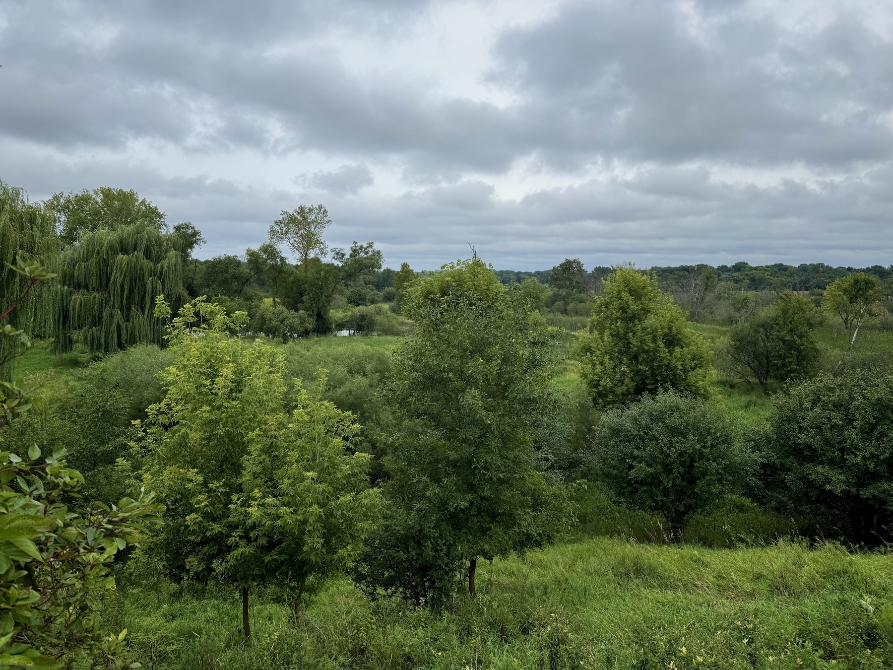 Lush green landscape with various trees and dense foliage under an overcast sky, creating a serene and natural scene.