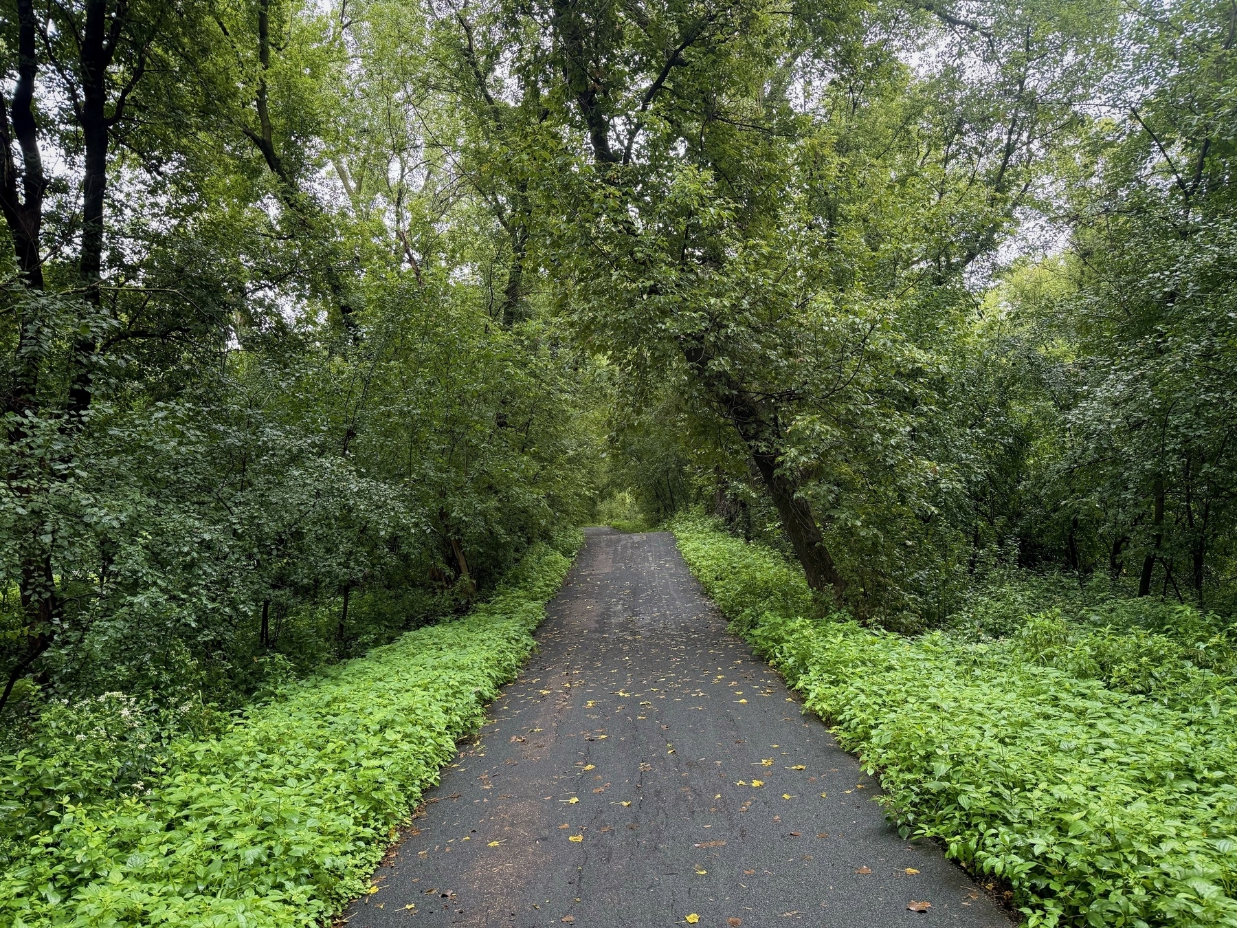 A narrow, paved path winds through a lush, green forest with dense foliage and tall trees arching overhead. The greenery is vibrant, and the scene is serene and inviting.