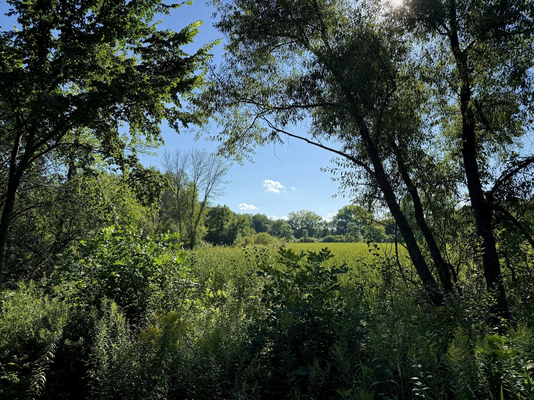 A lush green landscape featuring dense foliage and tall trees under a bright blue sky. Sunlight filters through the branches, casting dappled shadows on the ground.