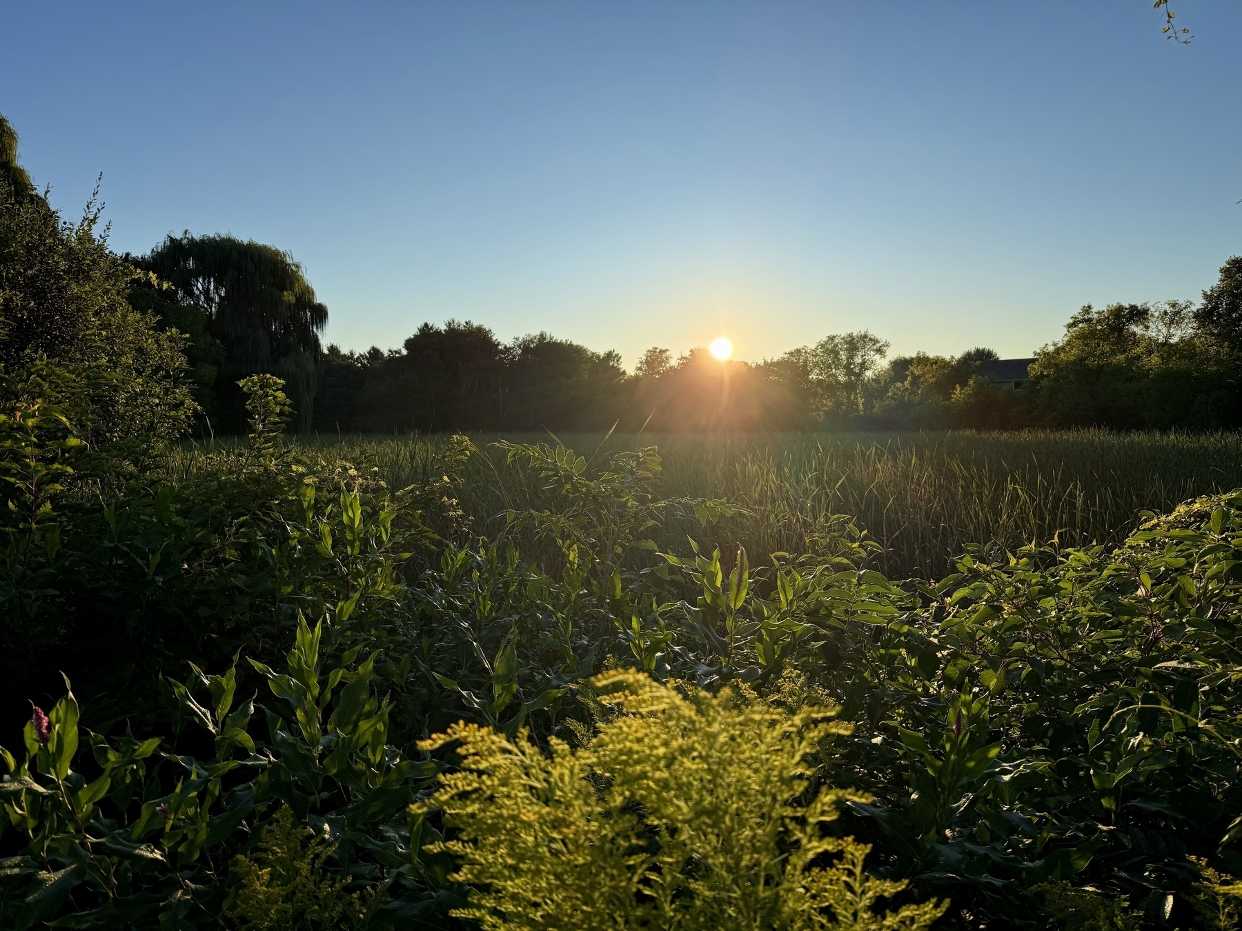 Sun setting over a lush green landscape with various plants and wildflowers in the foreground, casting a warm glow and long shadows across the scene.