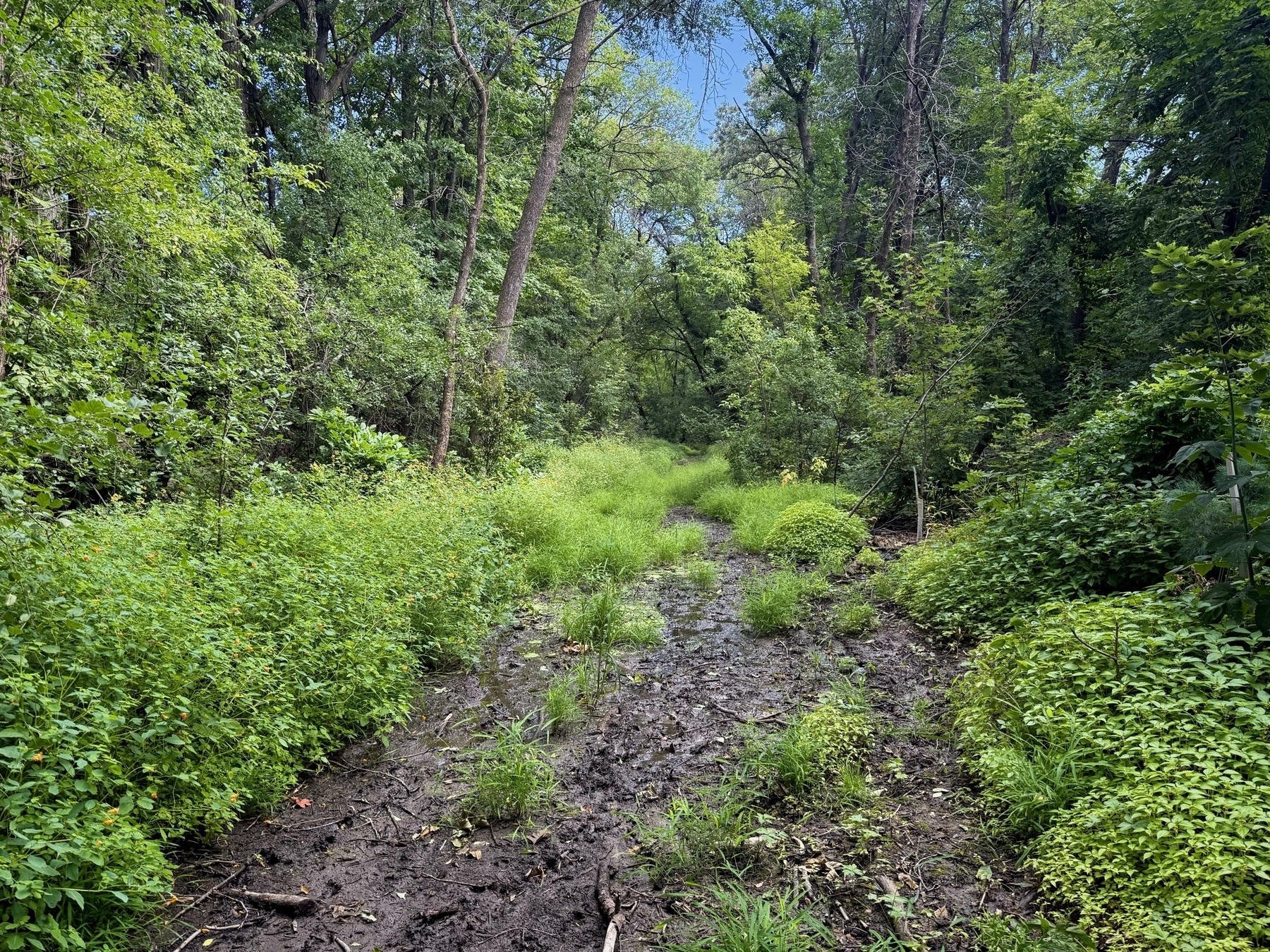 A lush, green forest scene with a narrow muddy path winding through dense vegetation and tall trees, under a clear blue sky.