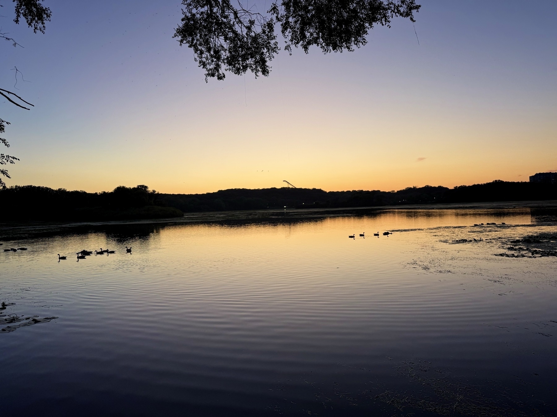Sunset over a serene lake with silhouetted trees and a group of ducks swimming, reflecting the warm, fading light on the water.