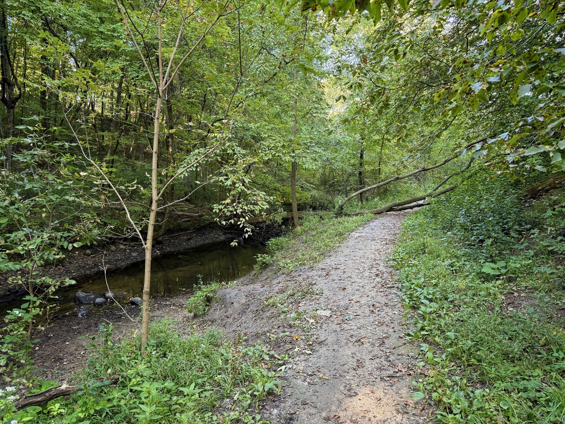 A narrow dirt path winds through a lush, green forest. To the left, a small stream runs parallel to the trail. Trees with dense foliage surround the area, with some branches arching over the path.
