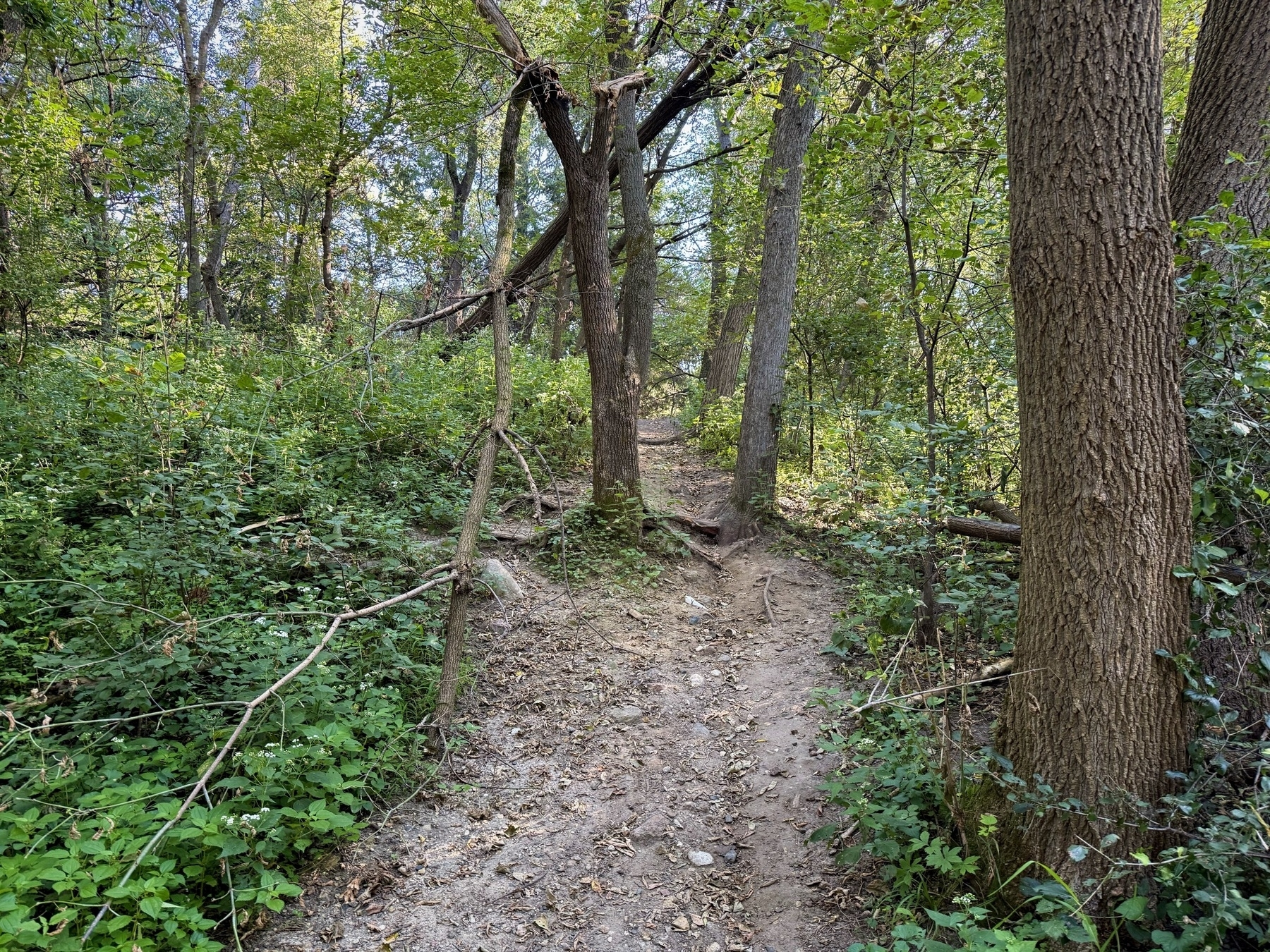 A narrow dirt path winds through a dense, green forest with tall trees and lush undergrowth, creating a serene and natural landscape.